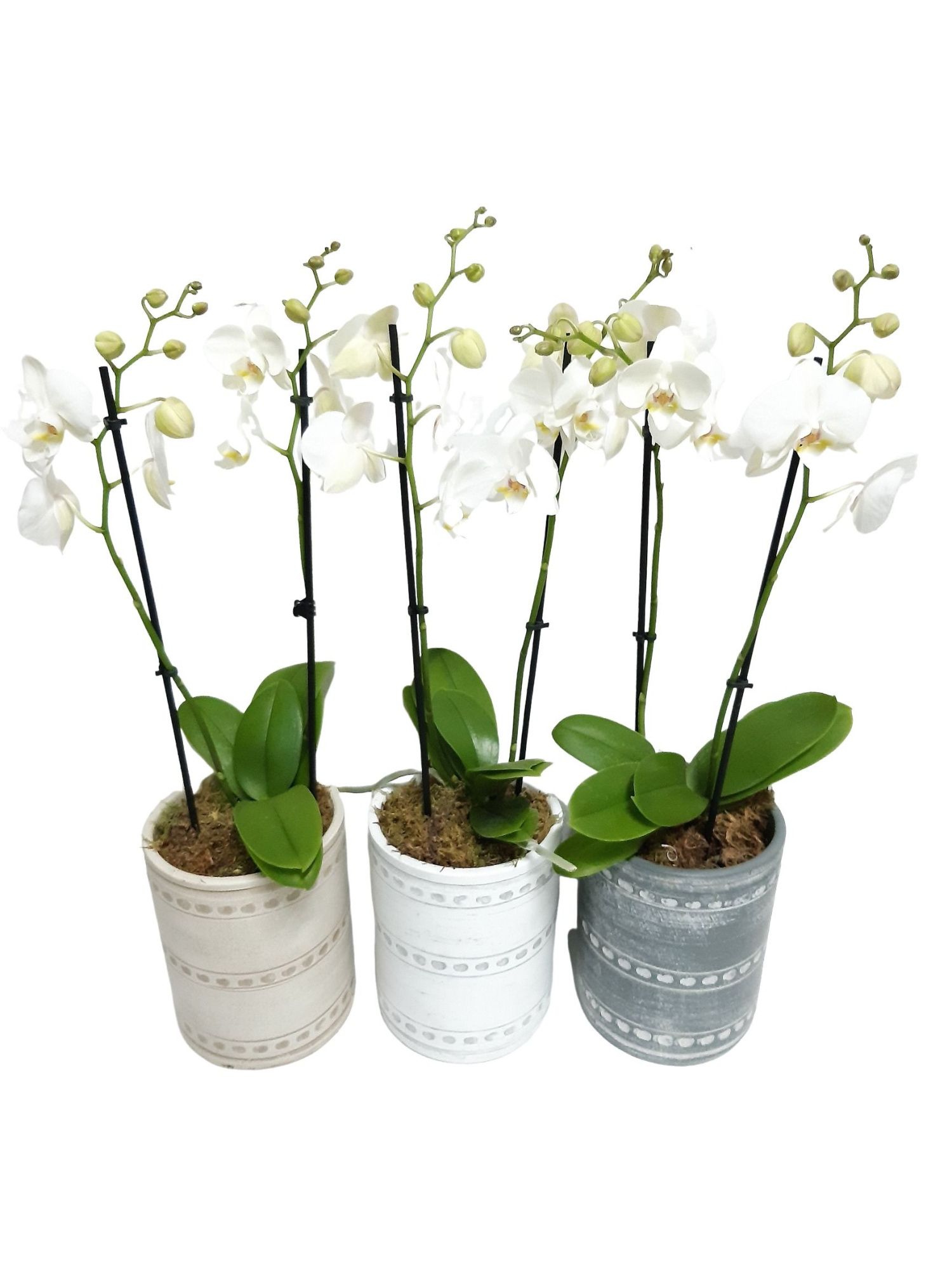 PCV16PHW Cilindervaas mix Phal 2t wit, D 16 cm