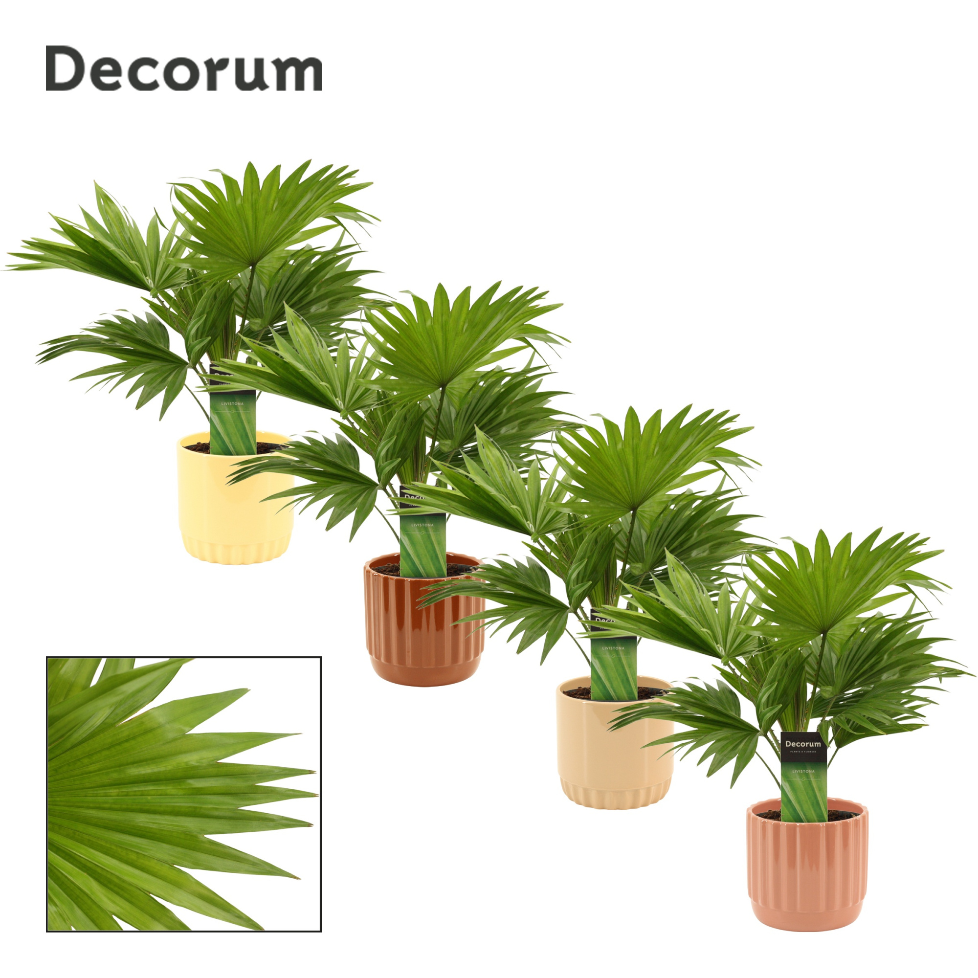 Livistona Rotundifolia 12 cm in Liam (Coffee blend-collection), D 12