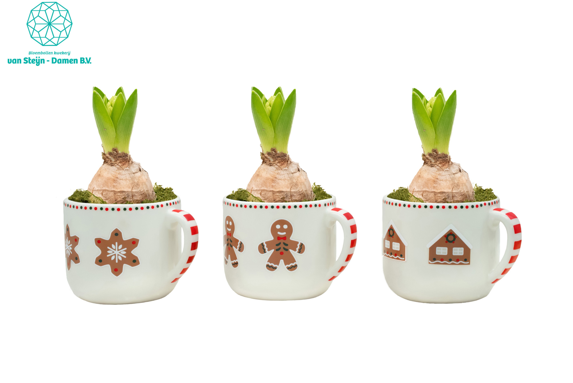 Hyacinthus 'Gingerbread Mug', D 13