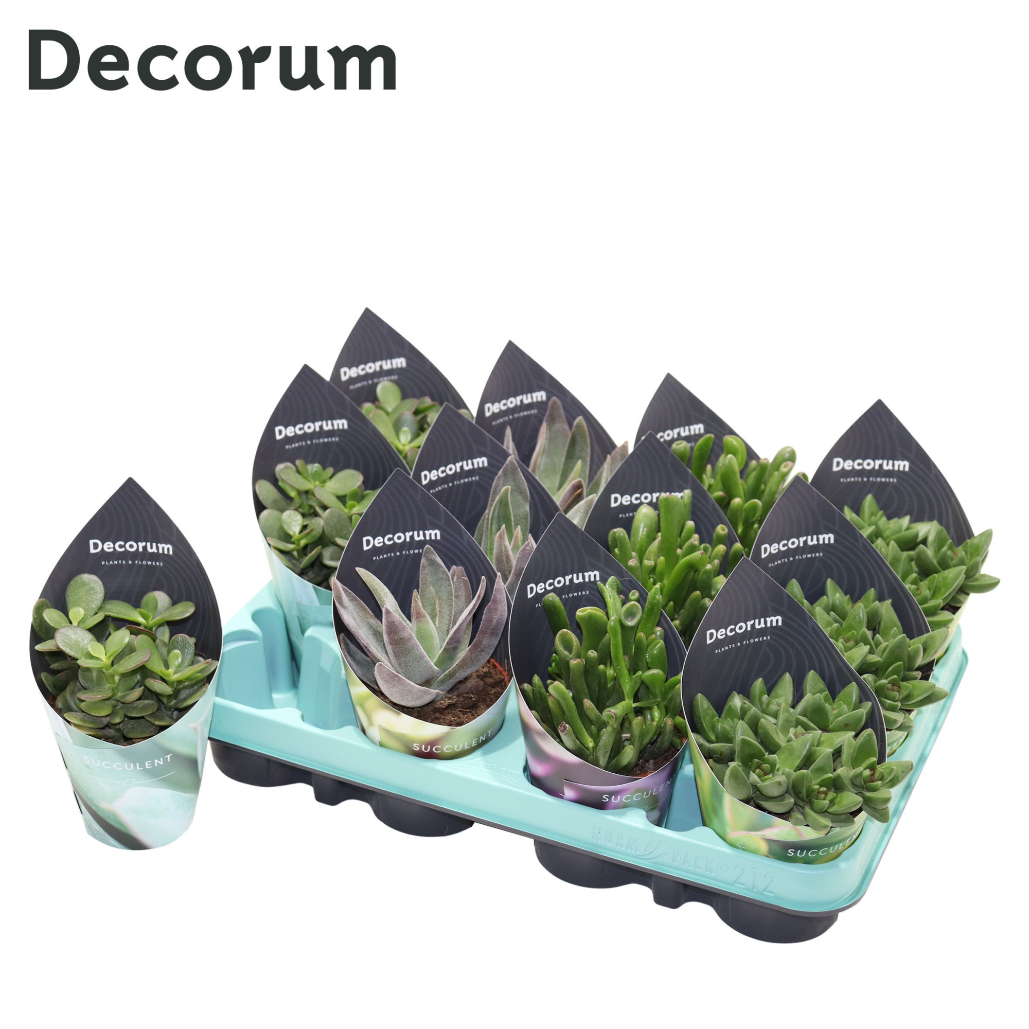 Crassula Mix (4spc.) (decorum), D 8,5 cm