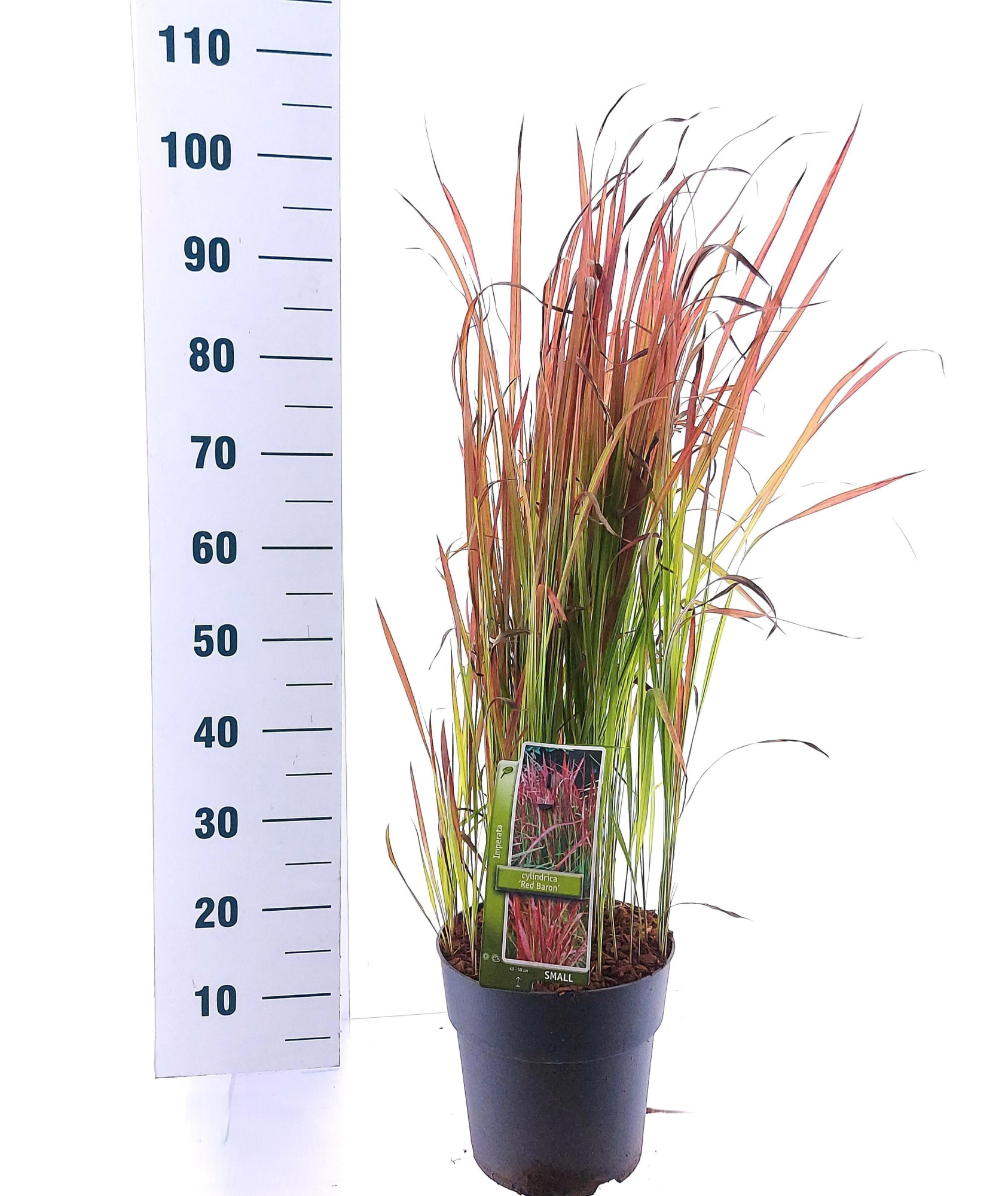 Imperata cylindrica 'Red Baron', D 23 cm