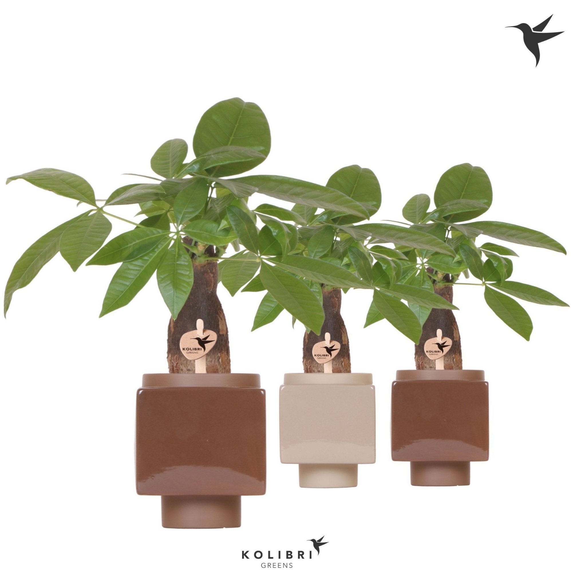 Kolibri Greens Pachira in Cube pot brown mix, D 9 cm