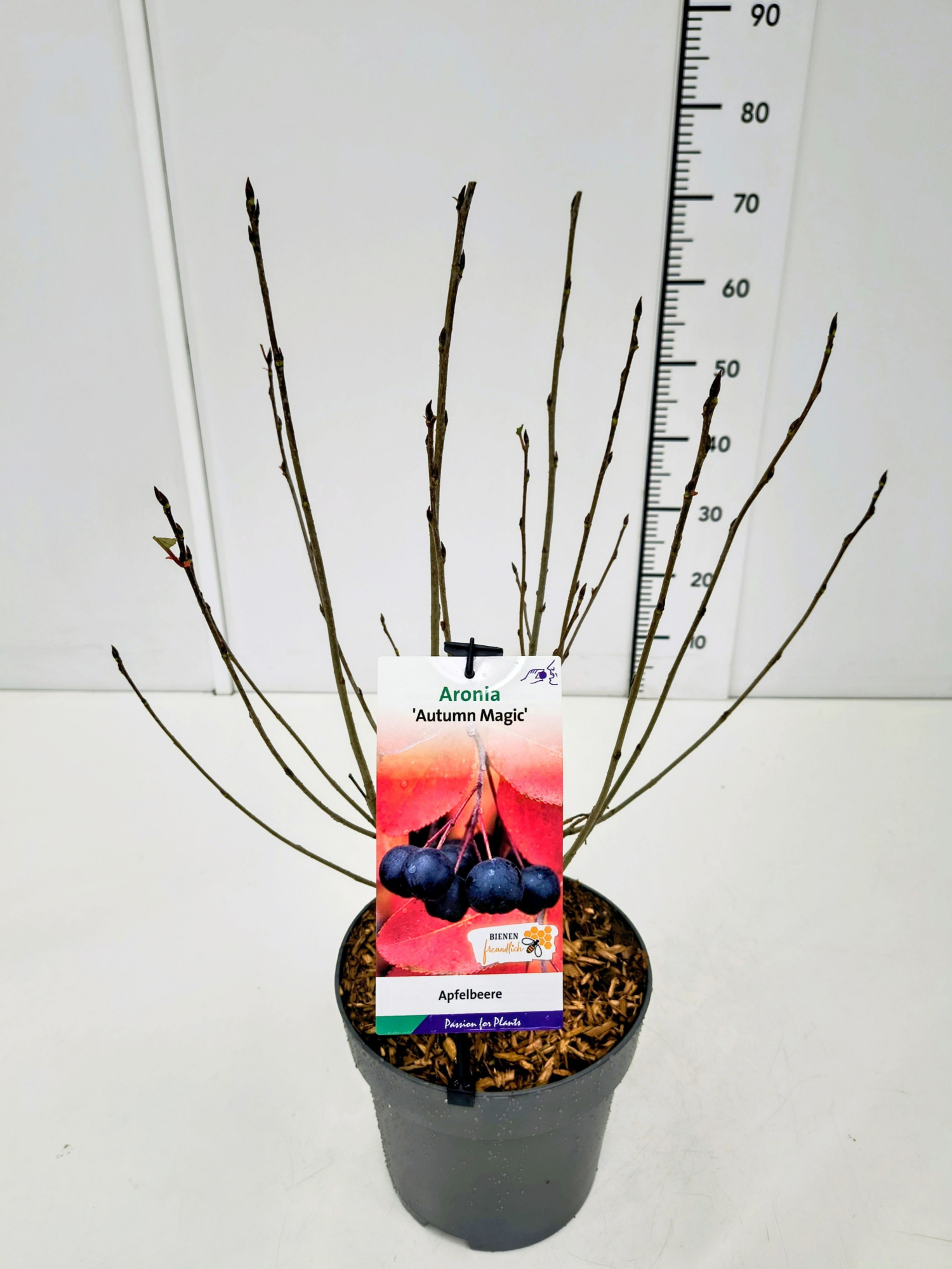 Aronia mel. 'Autumn Magic' 50-60C5, D 23 cm