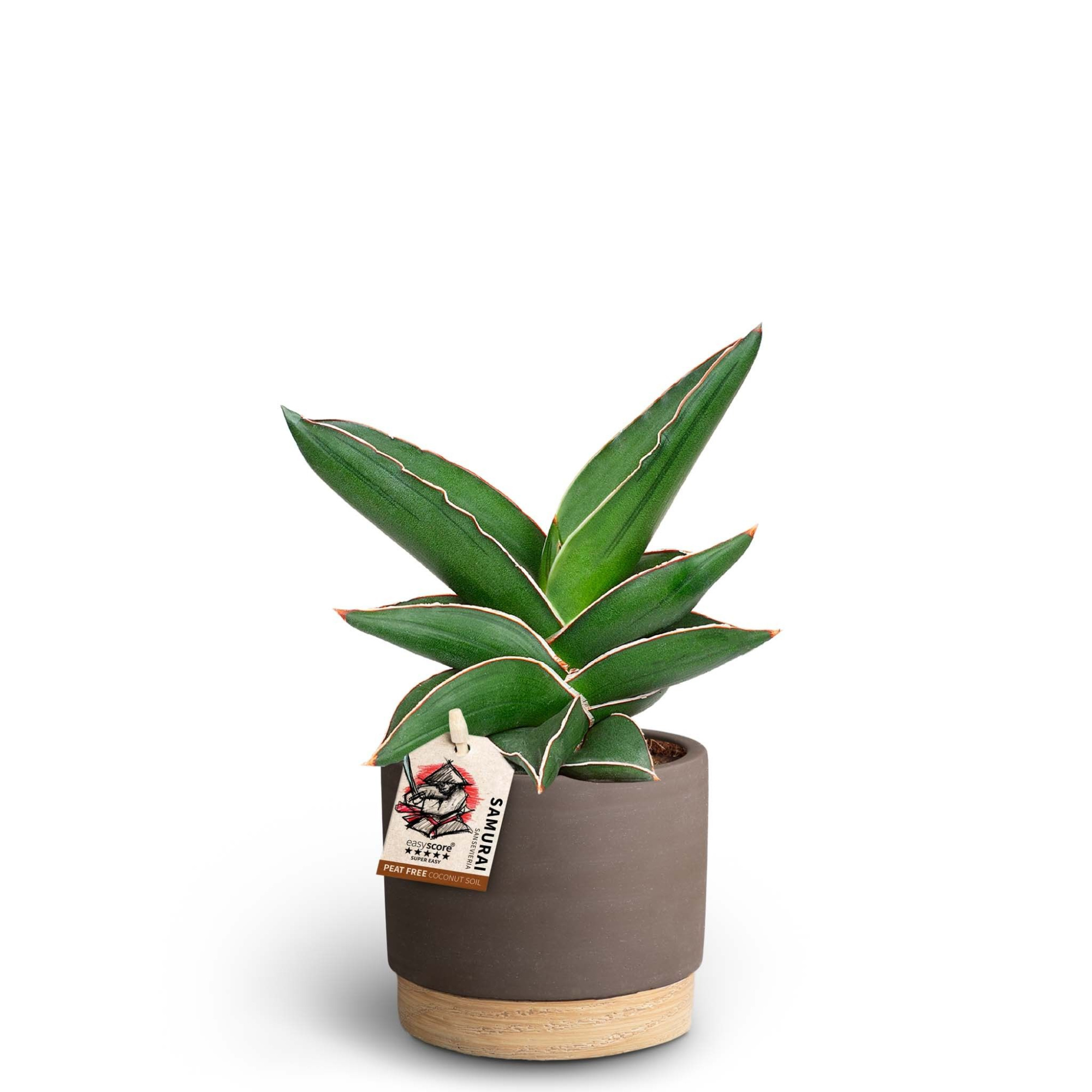 Woodbase Mocca, Sansevieria Samurai, D 10 cm