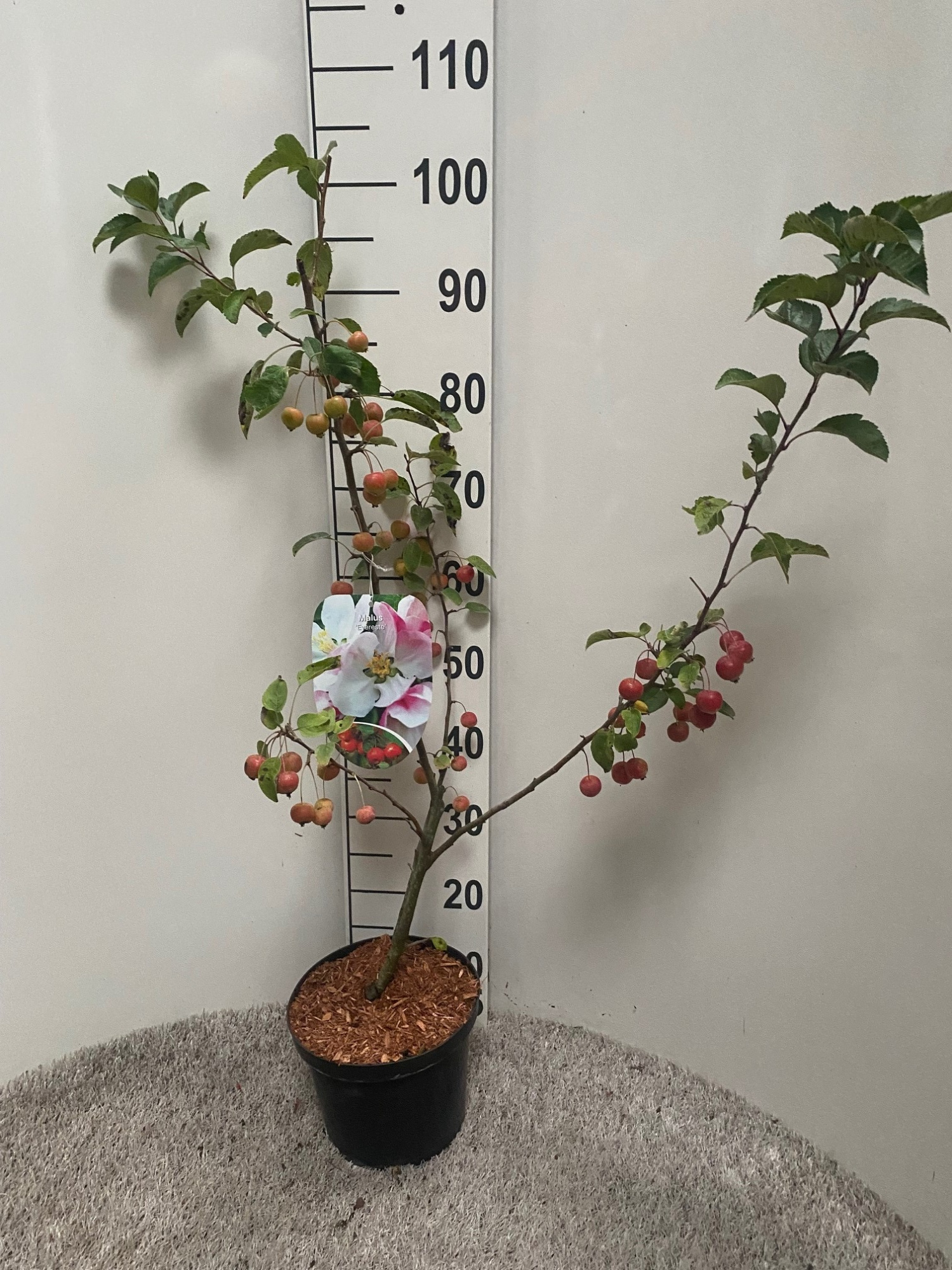 Malus Evereste, D 21 cm