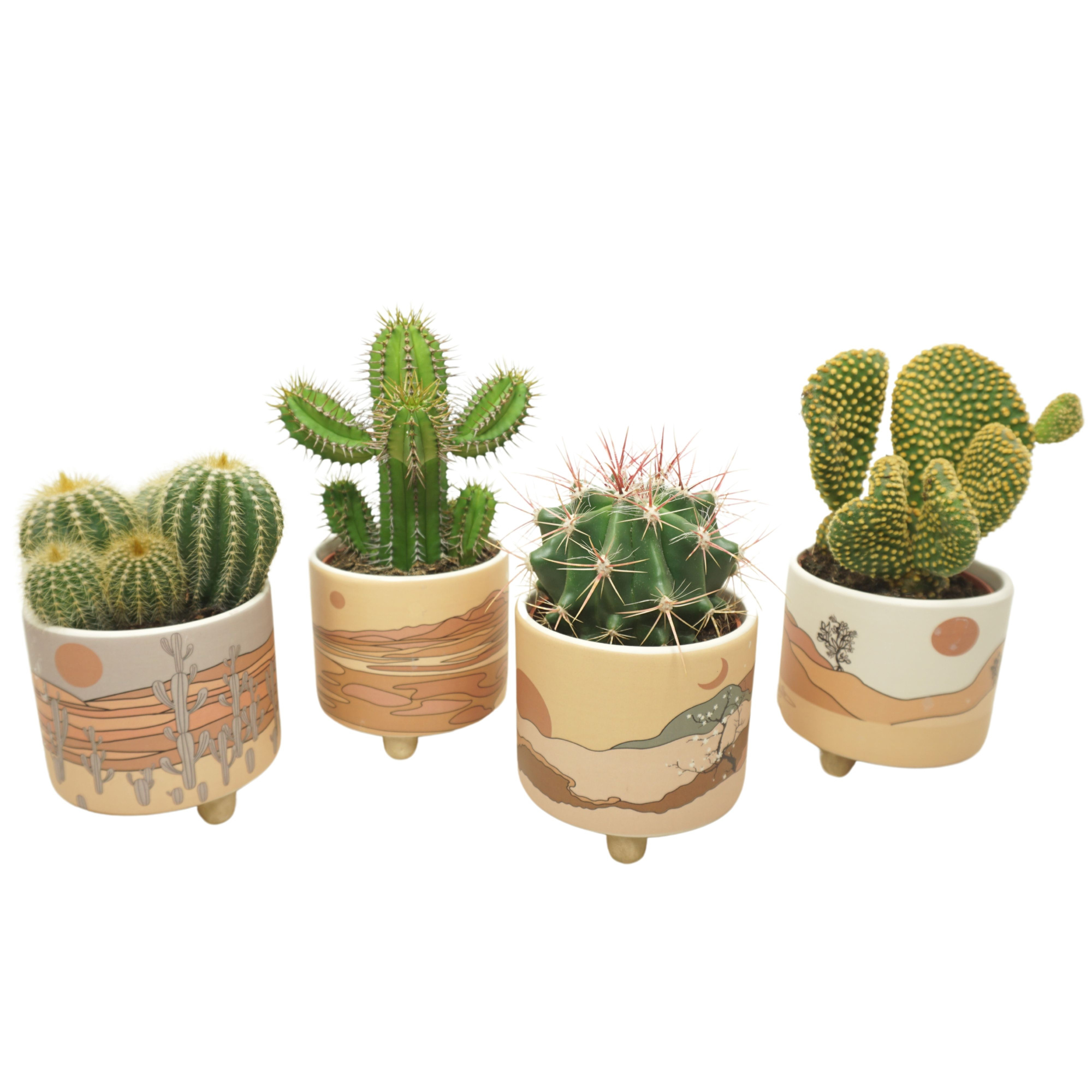 Cactus mix in 12 cm 'Palm Mar' sierpot, D 10,5 cm