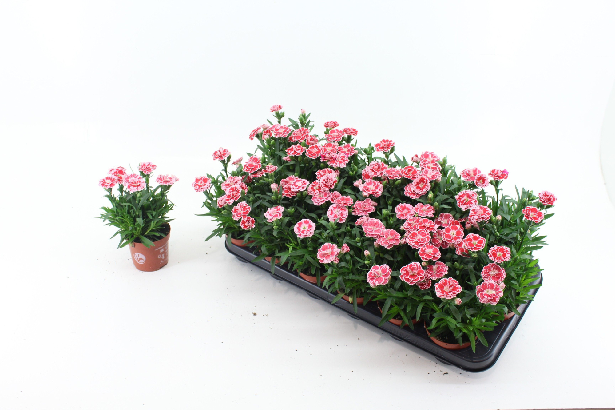 Dianthus White en Red, D 9