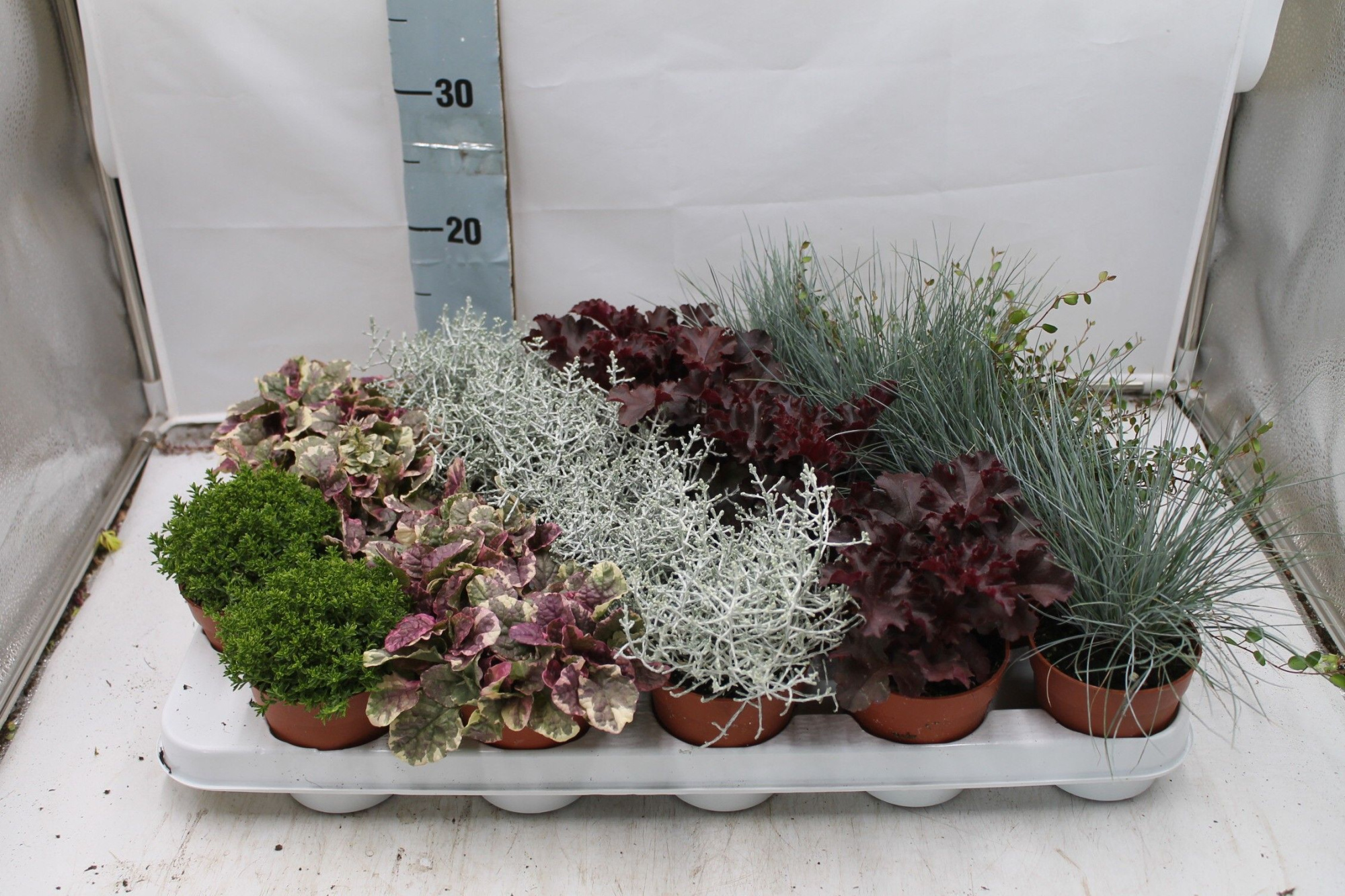 Herfstplanten mix in tray, D 9 cm