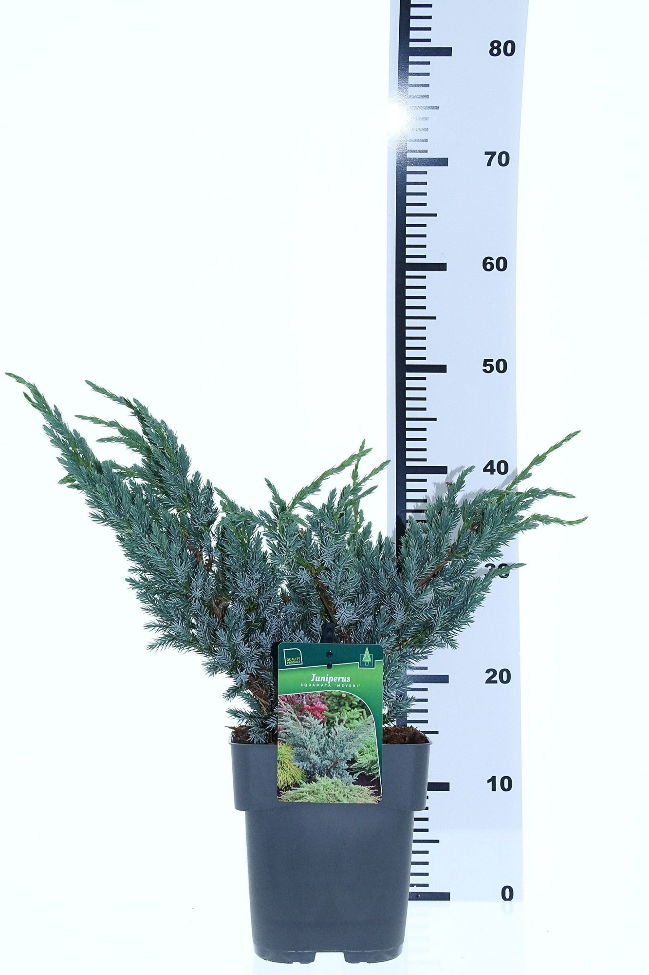 Juniperus squamata 'Meyeri', D 19