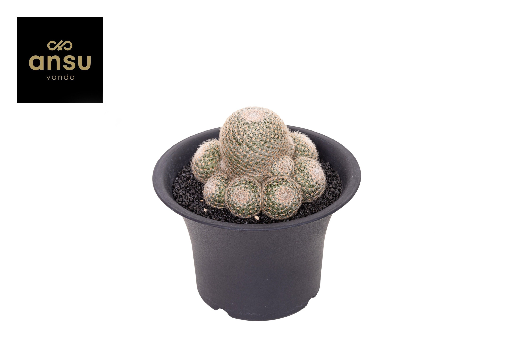 Mammillaria Lenta XXXL, D 17 cm