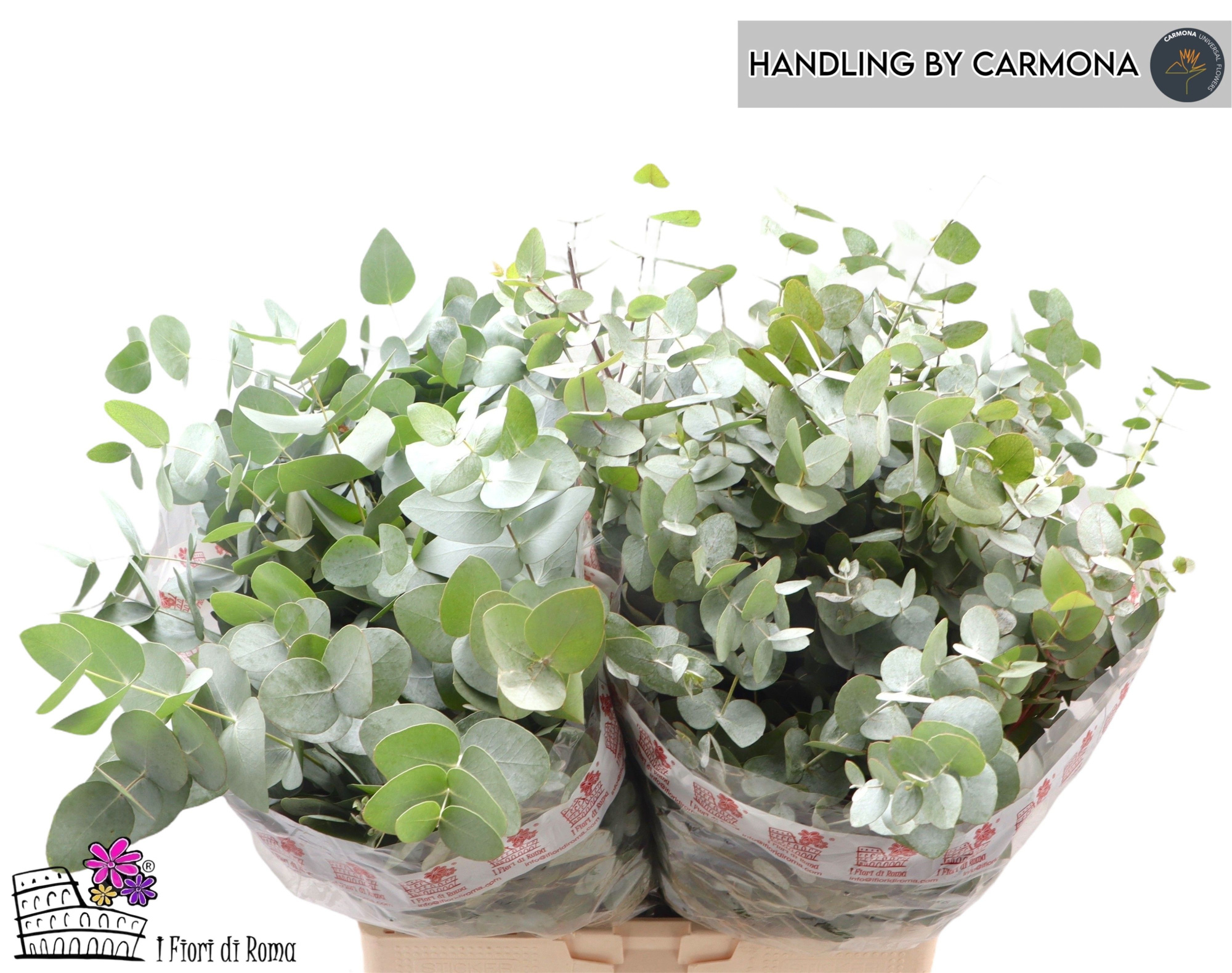 Эвкалипт Цинерея за пучок 60 (зел.), пуч.