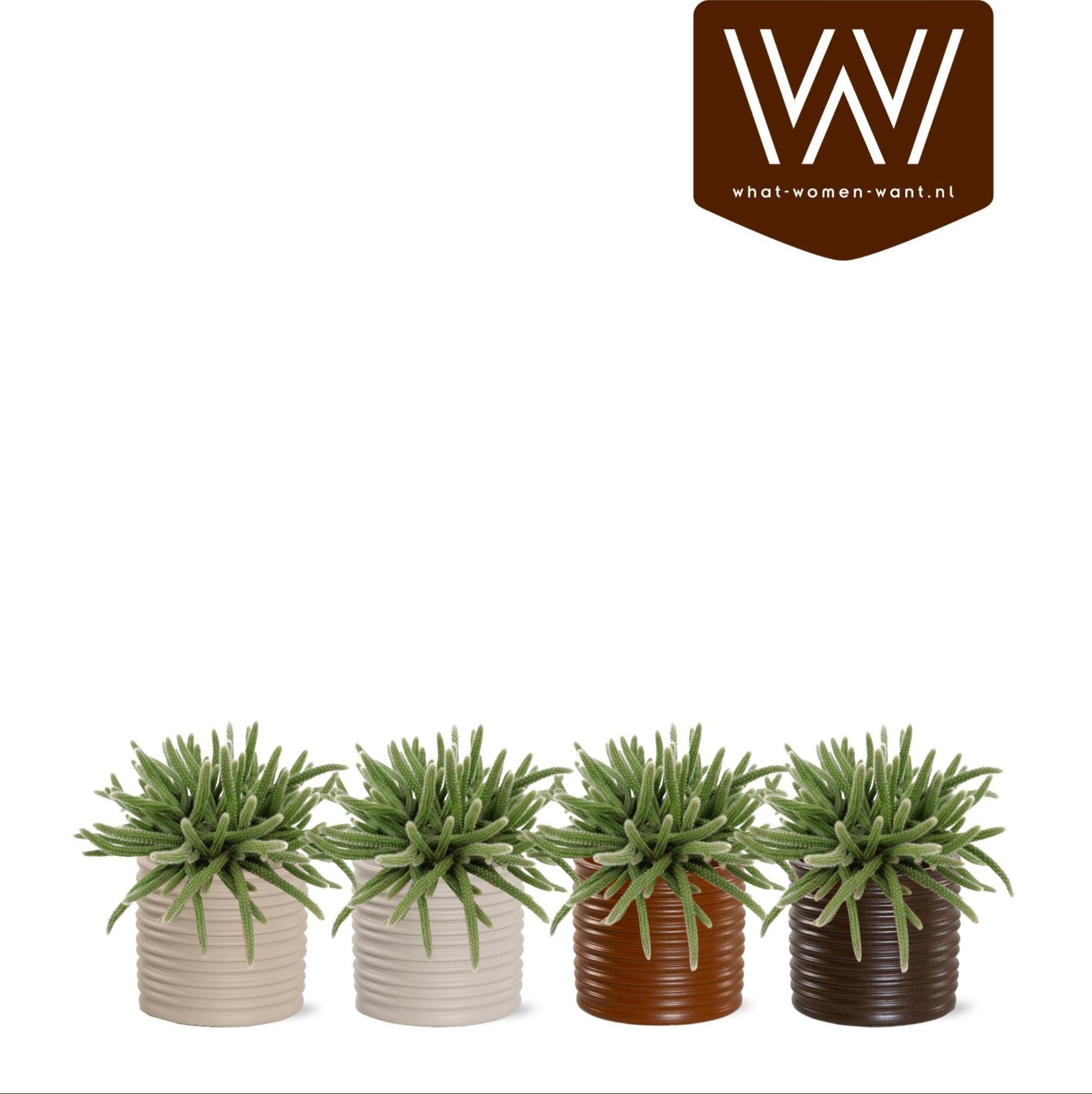 Rhipsalis Horrida in Holly, D 12,5 cm