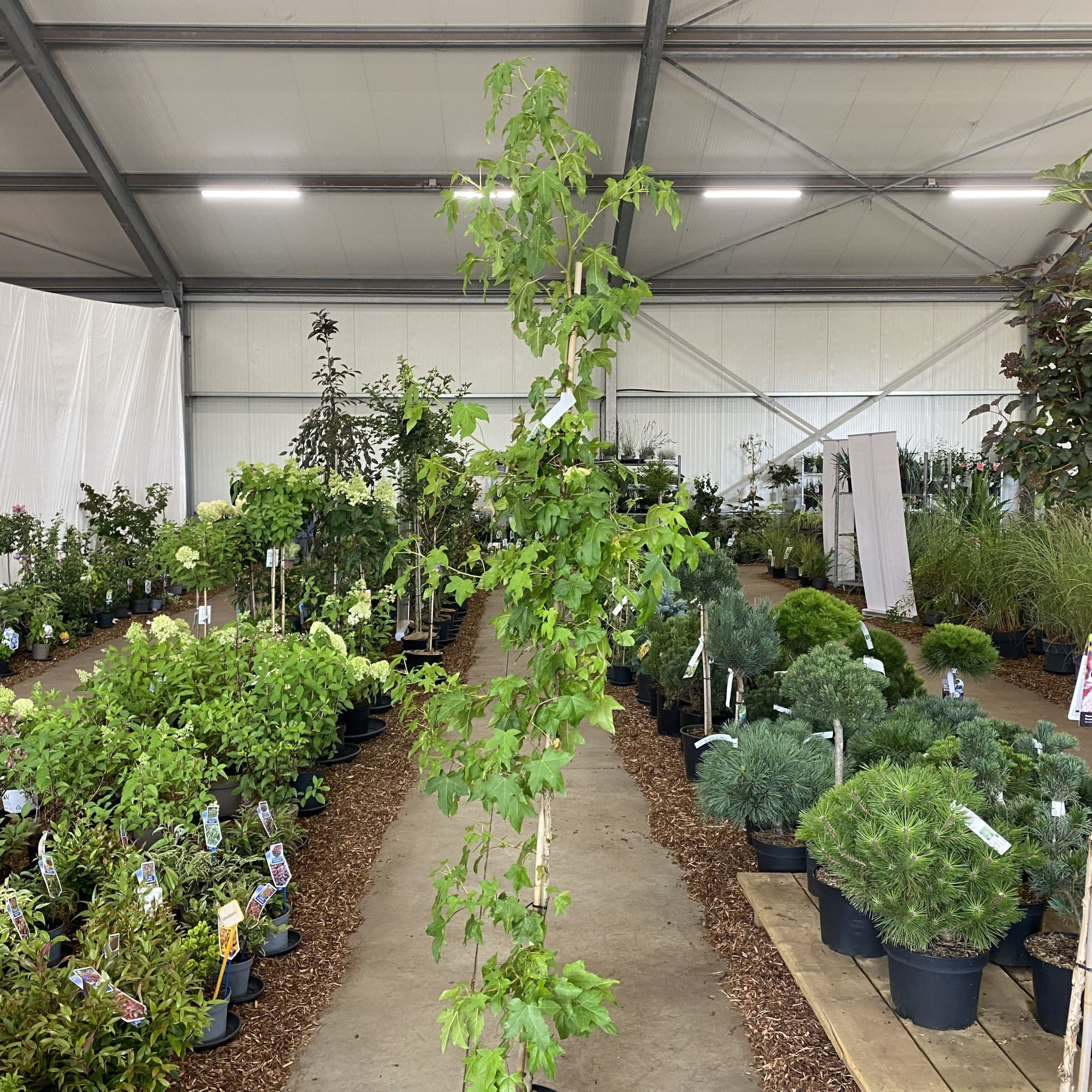 Liquidambar styraciflua -- 250 cm gestokt - geveerd, D 29 cm