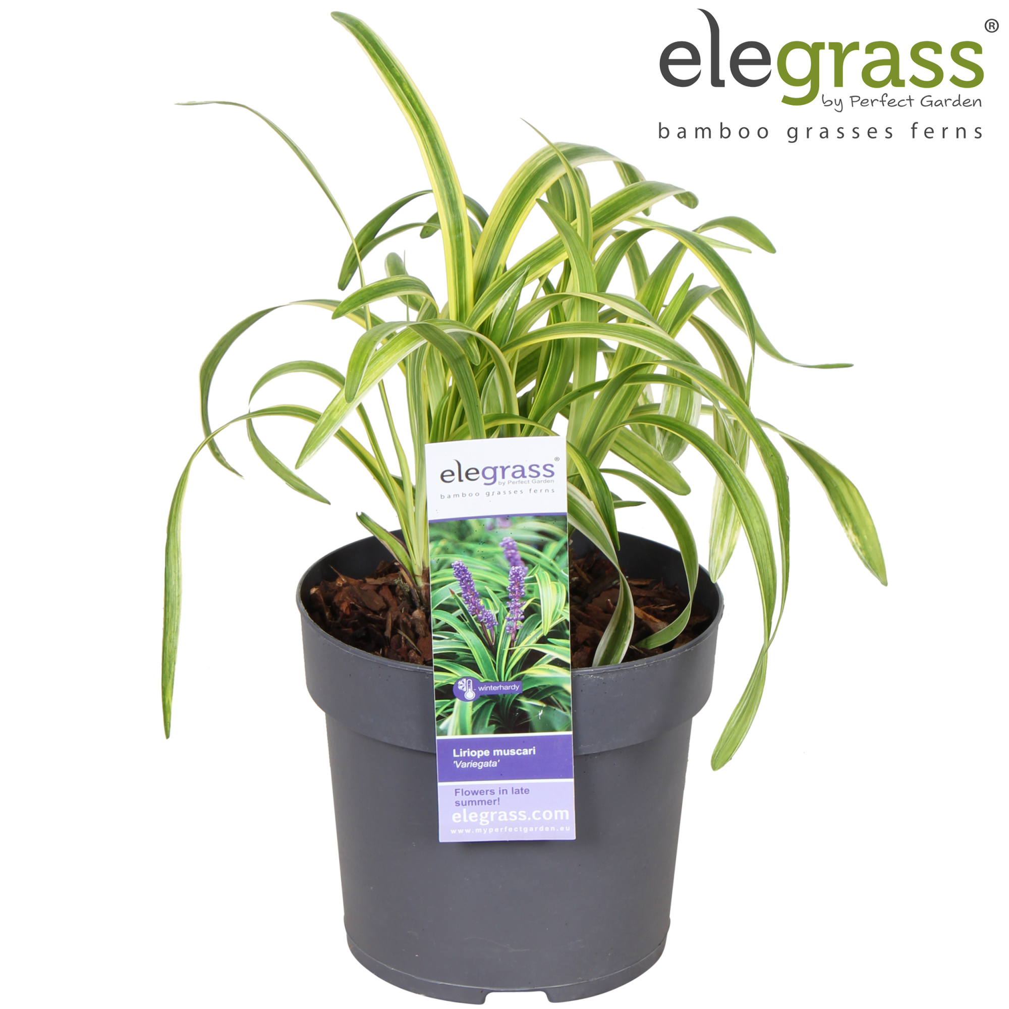 Liriope muscari 'Variegata' P14, D 14