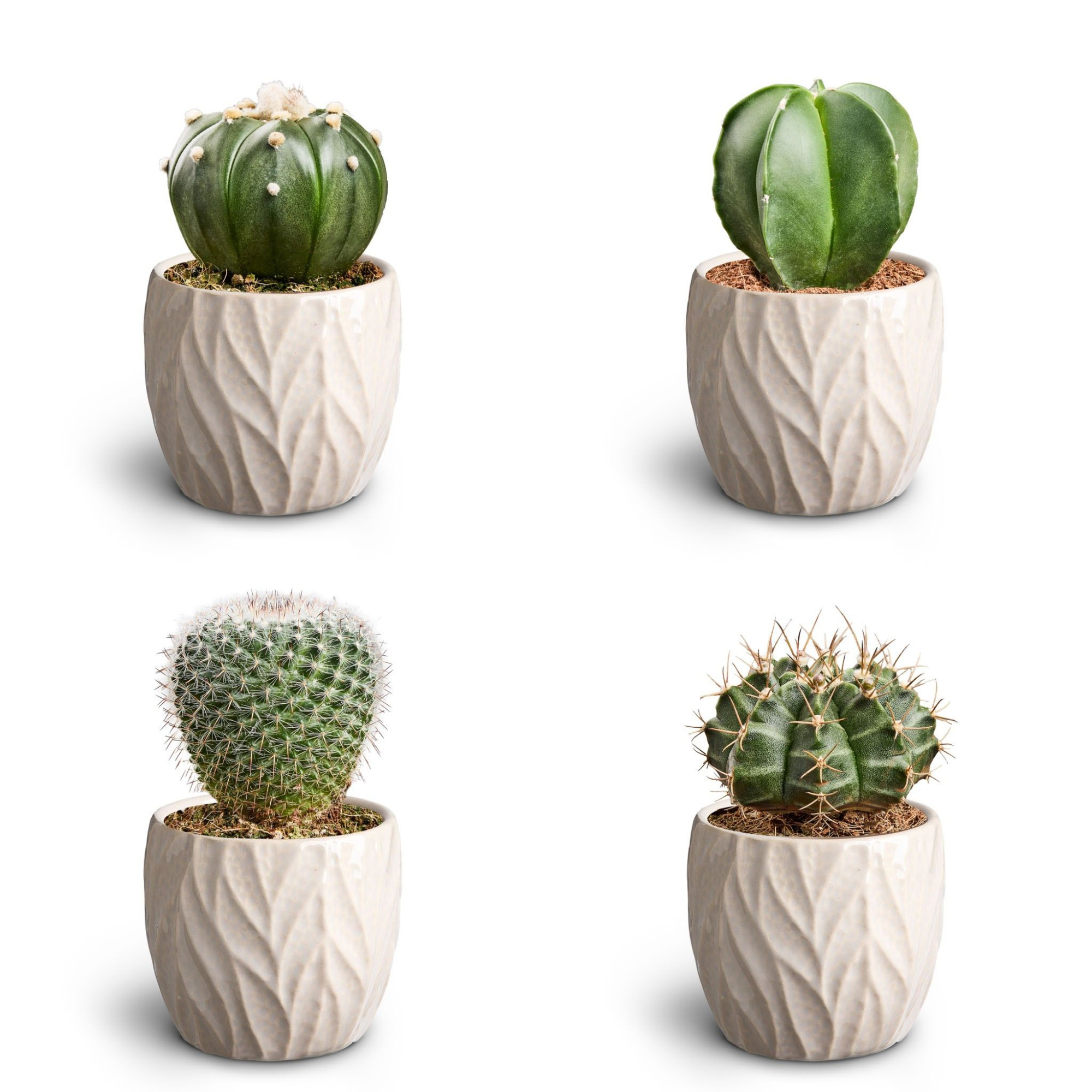 Leaf Sand, Cactus Collection, D 7