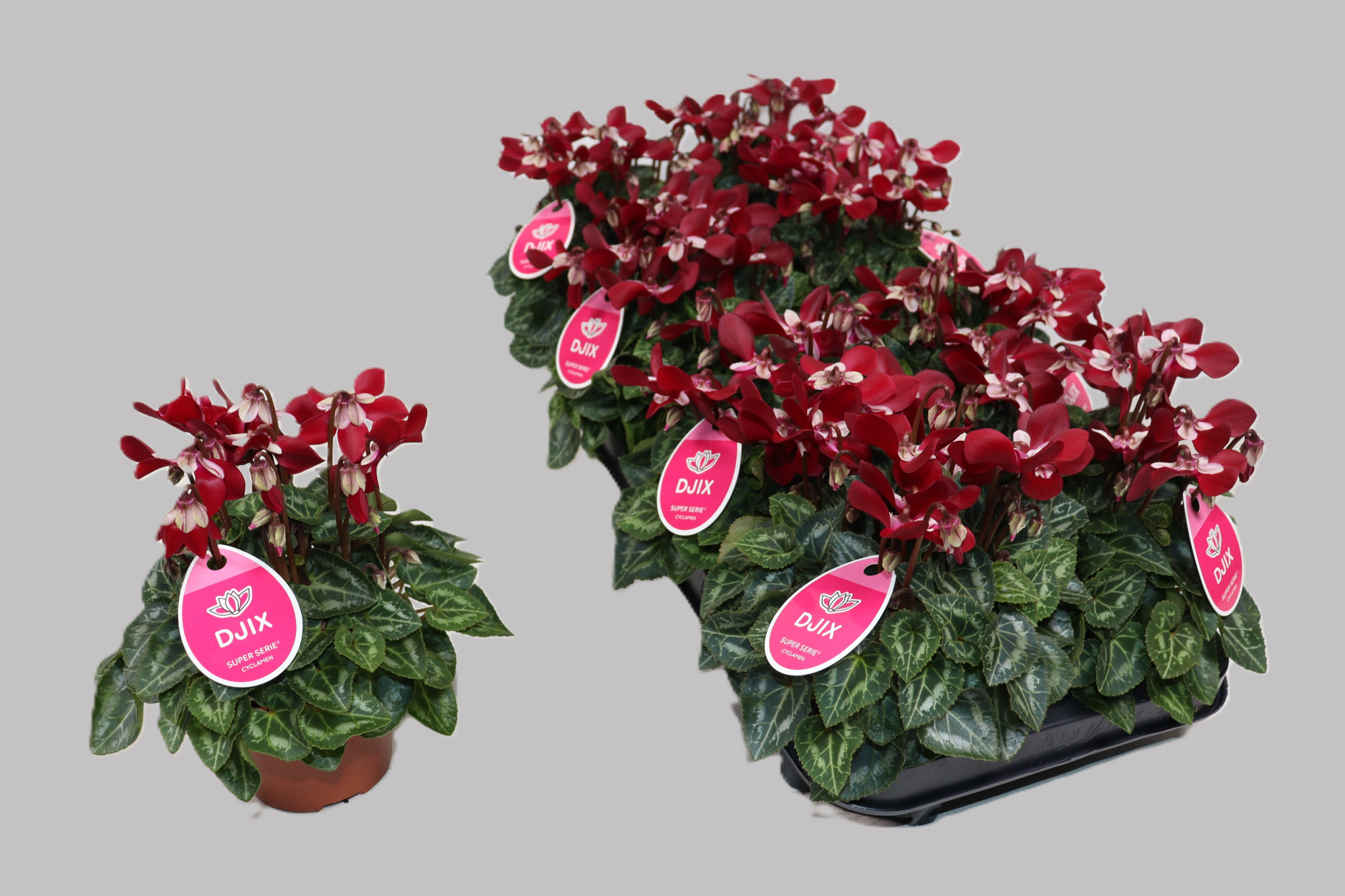 Cyclamen Djix wijnrood, D 10,5 cm