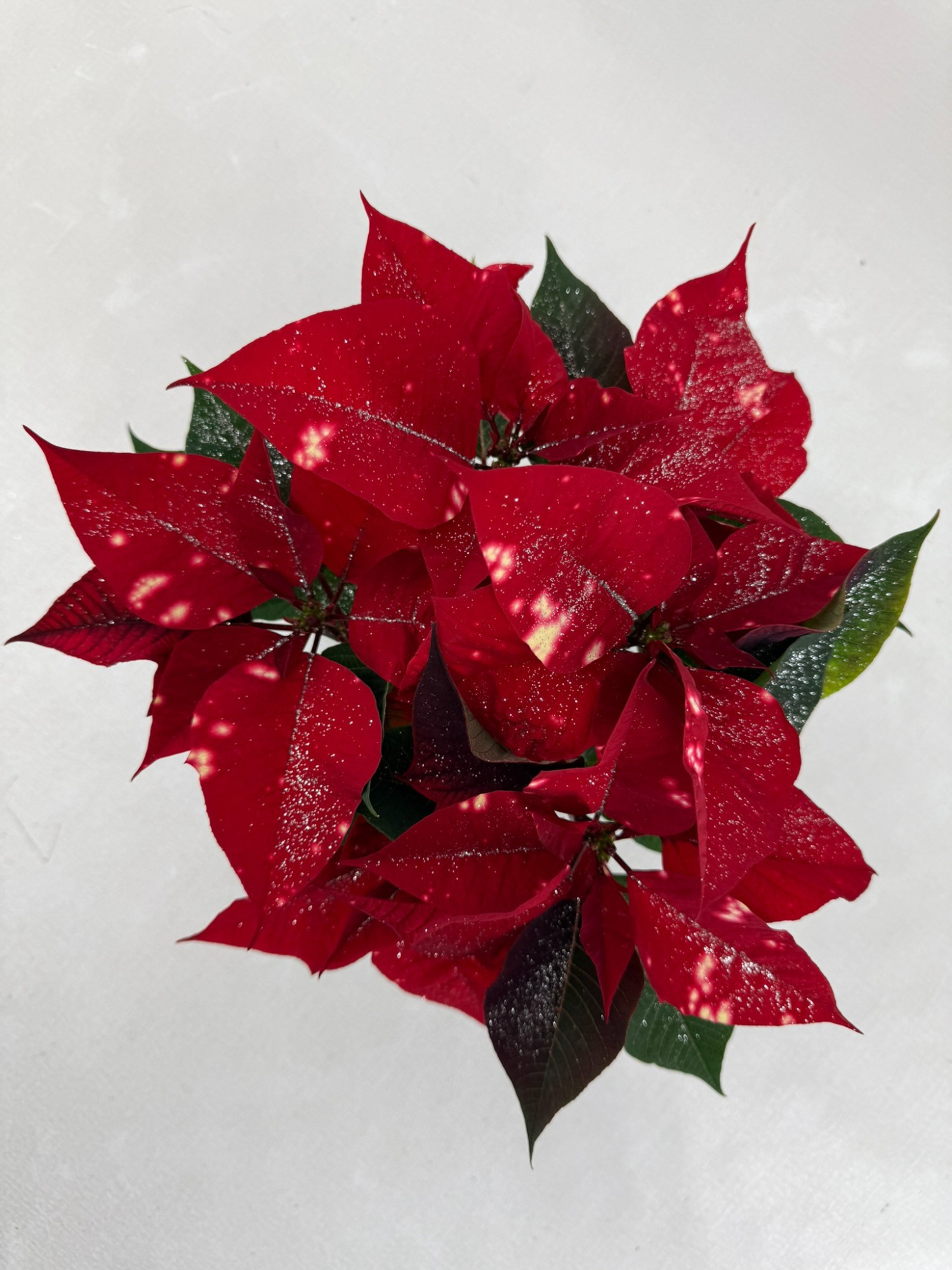 Poinsettia Fantasy star rood met zilverglitter, D 10,5 cm
