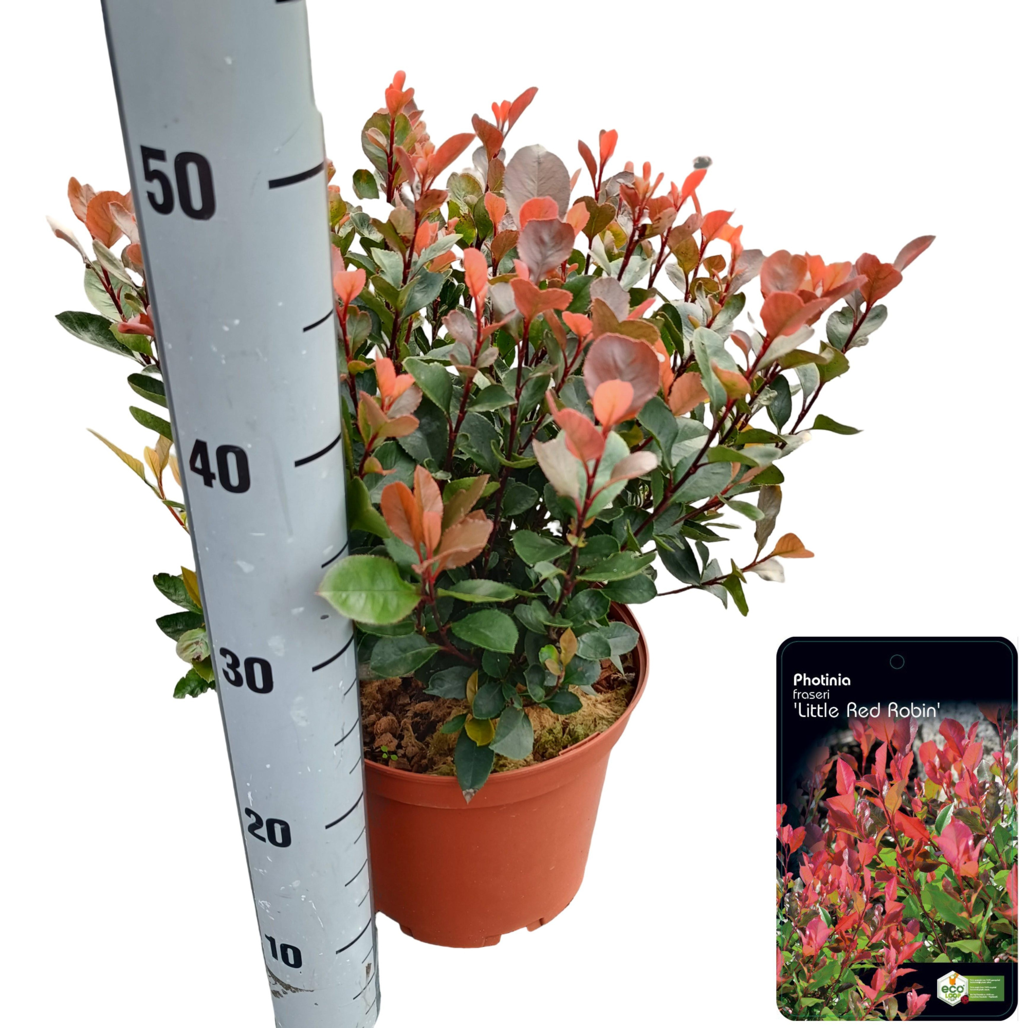 Photinia fraseri 'Little Red Robin' C5, D 23 cm