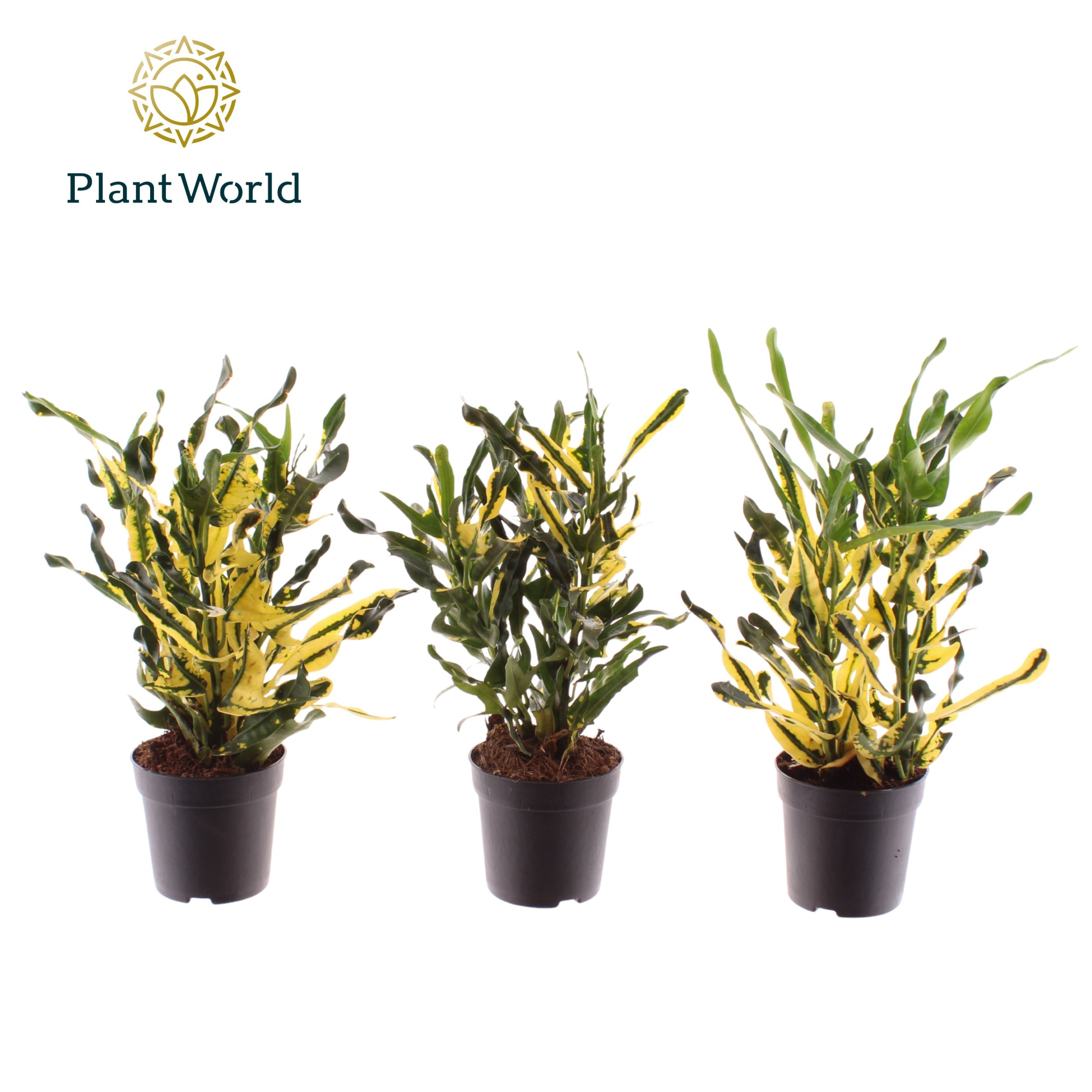 Croton Pictum kopstek 7 cm, D 7 cm