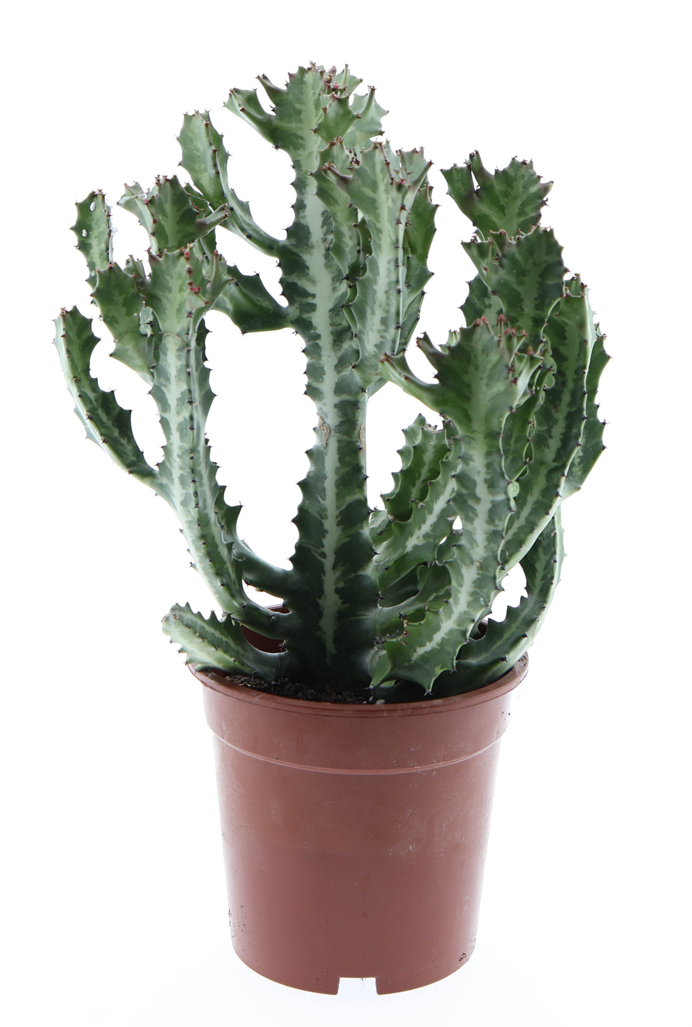 Euphorbia lactea, D 17 cm