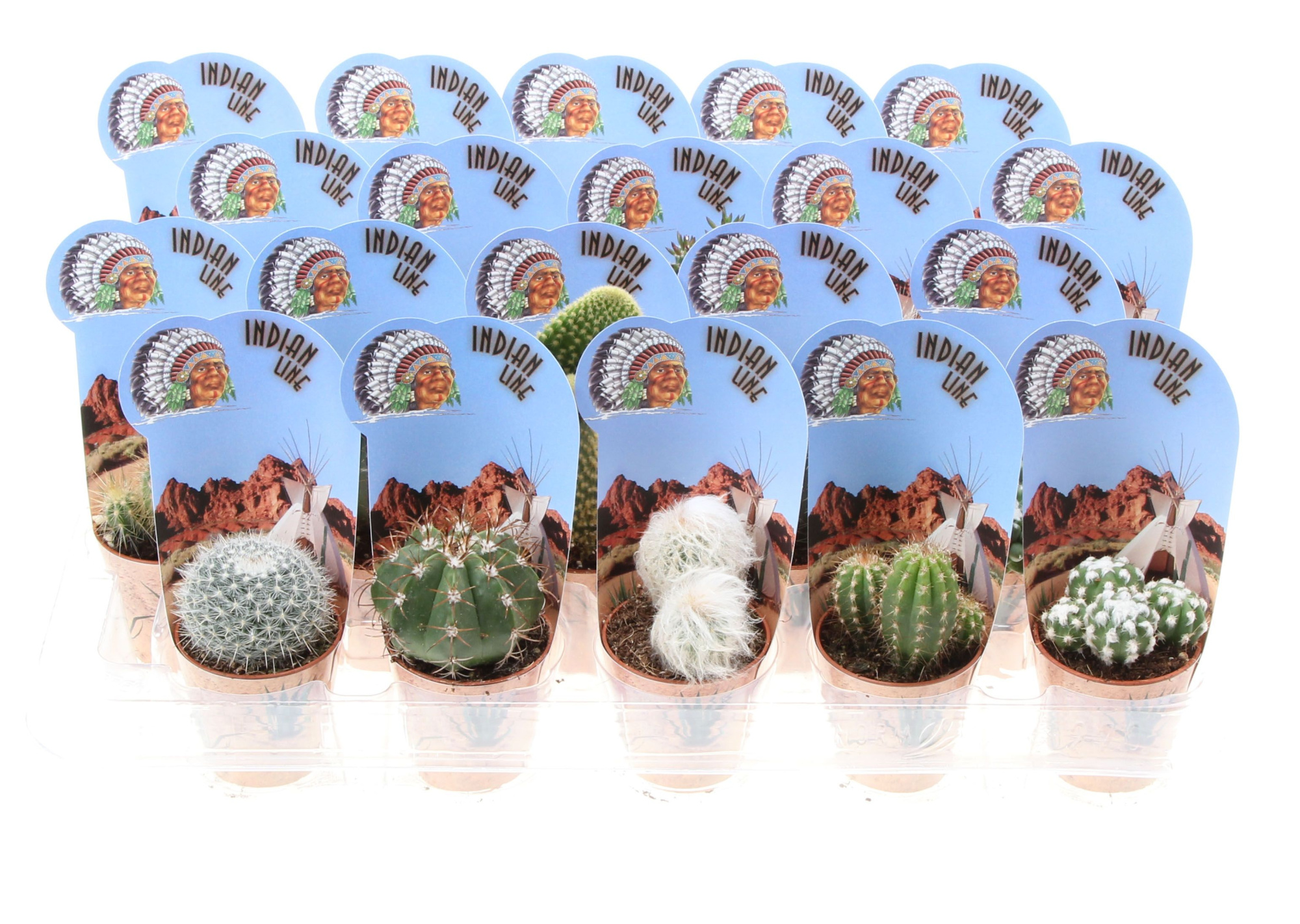 Potcover indian line cactus mix, D 5,5 cm