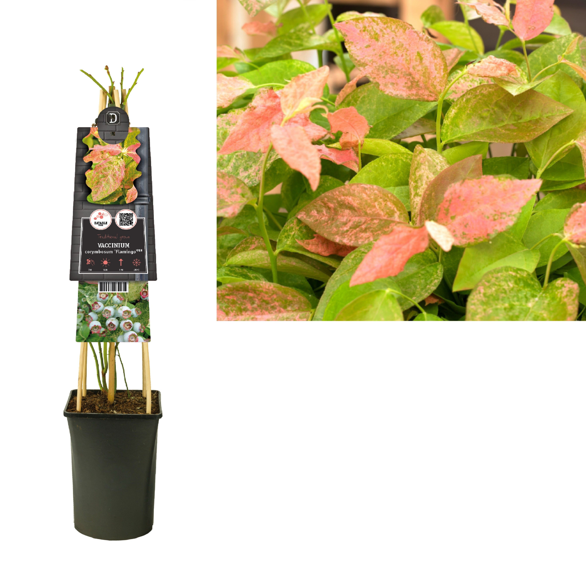 Vaccinium corymbosum 'Flamingo' +3.0 label, D 17 cm