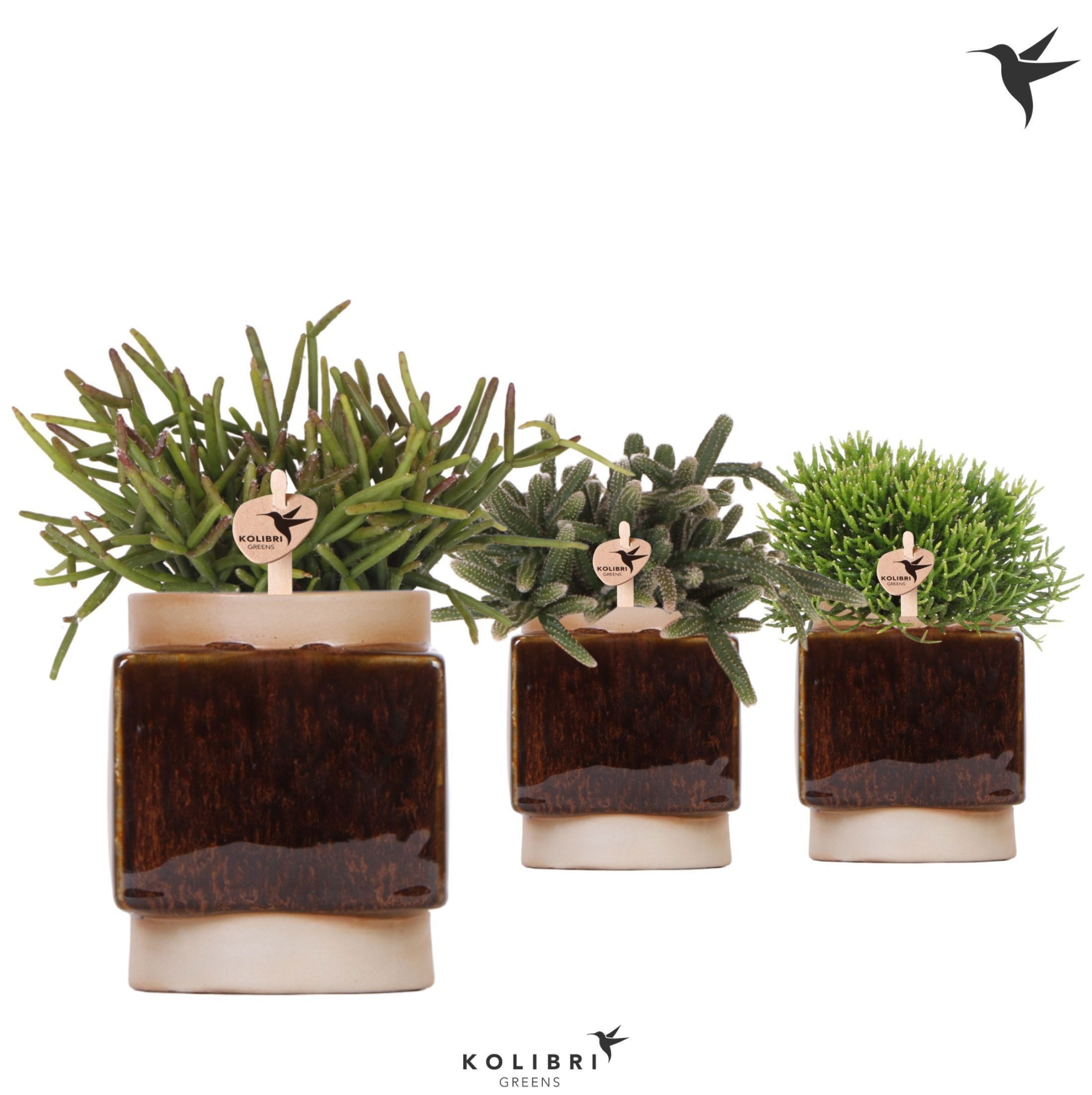 Kolibri Greens Rhipsalis mix in Classy Cube pot, D 9