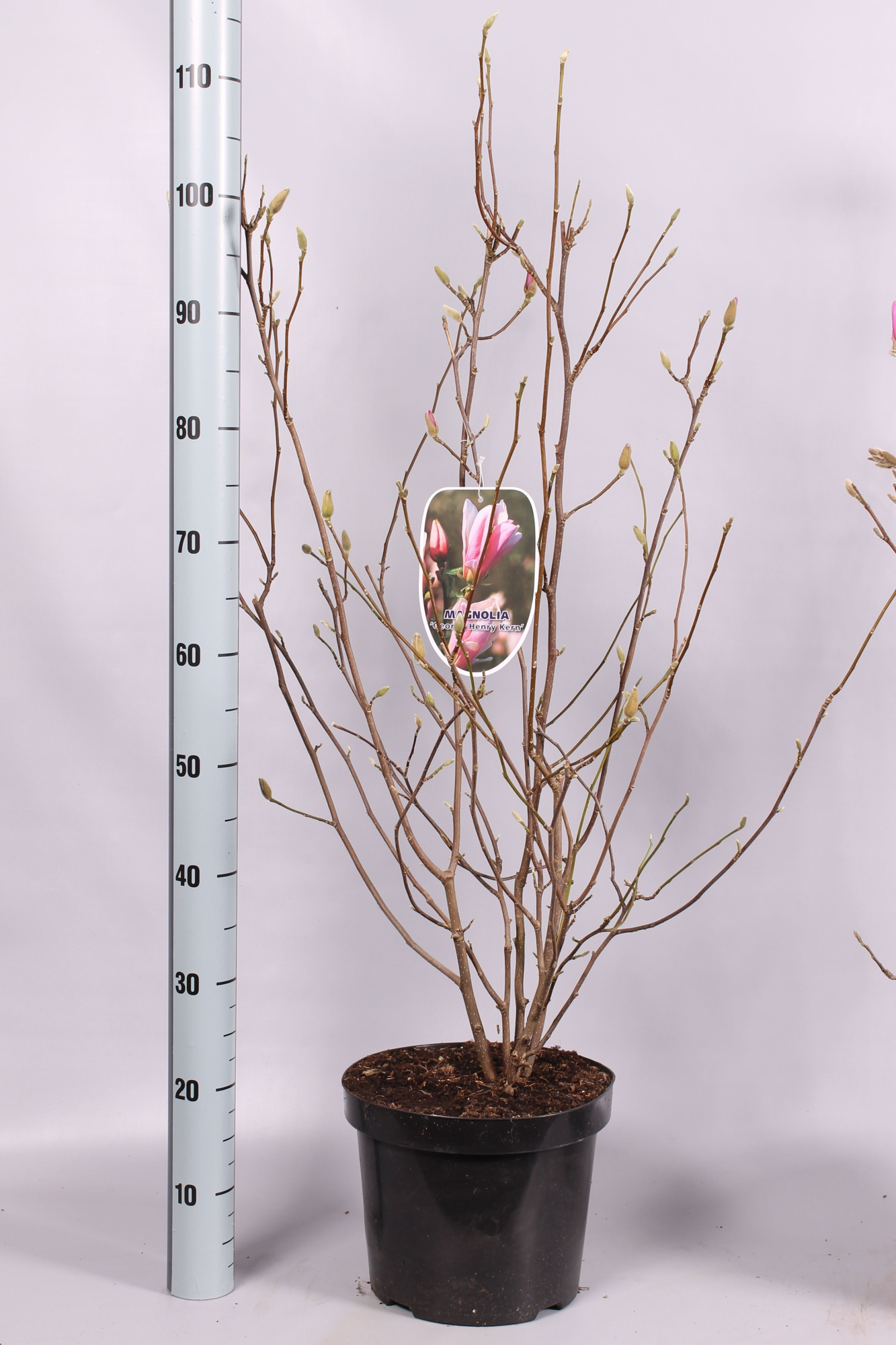 Magnolia 'GH Kern' geknopt, D 26 cm