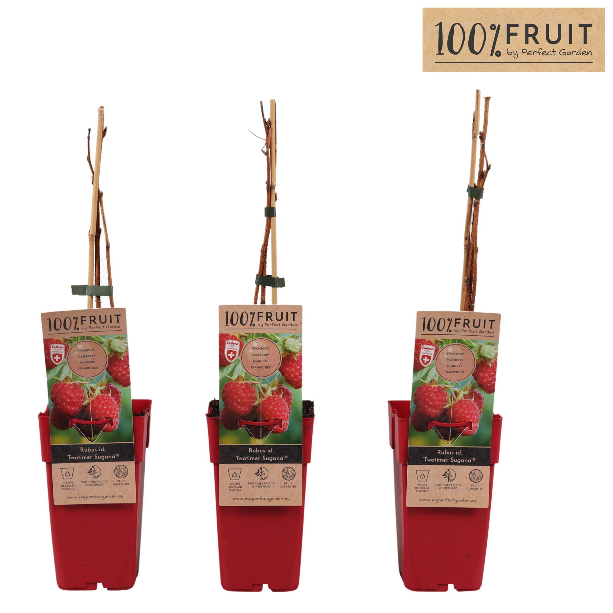 Rubus idaeus 'Twotimer Sugana Red'® P15, D 15