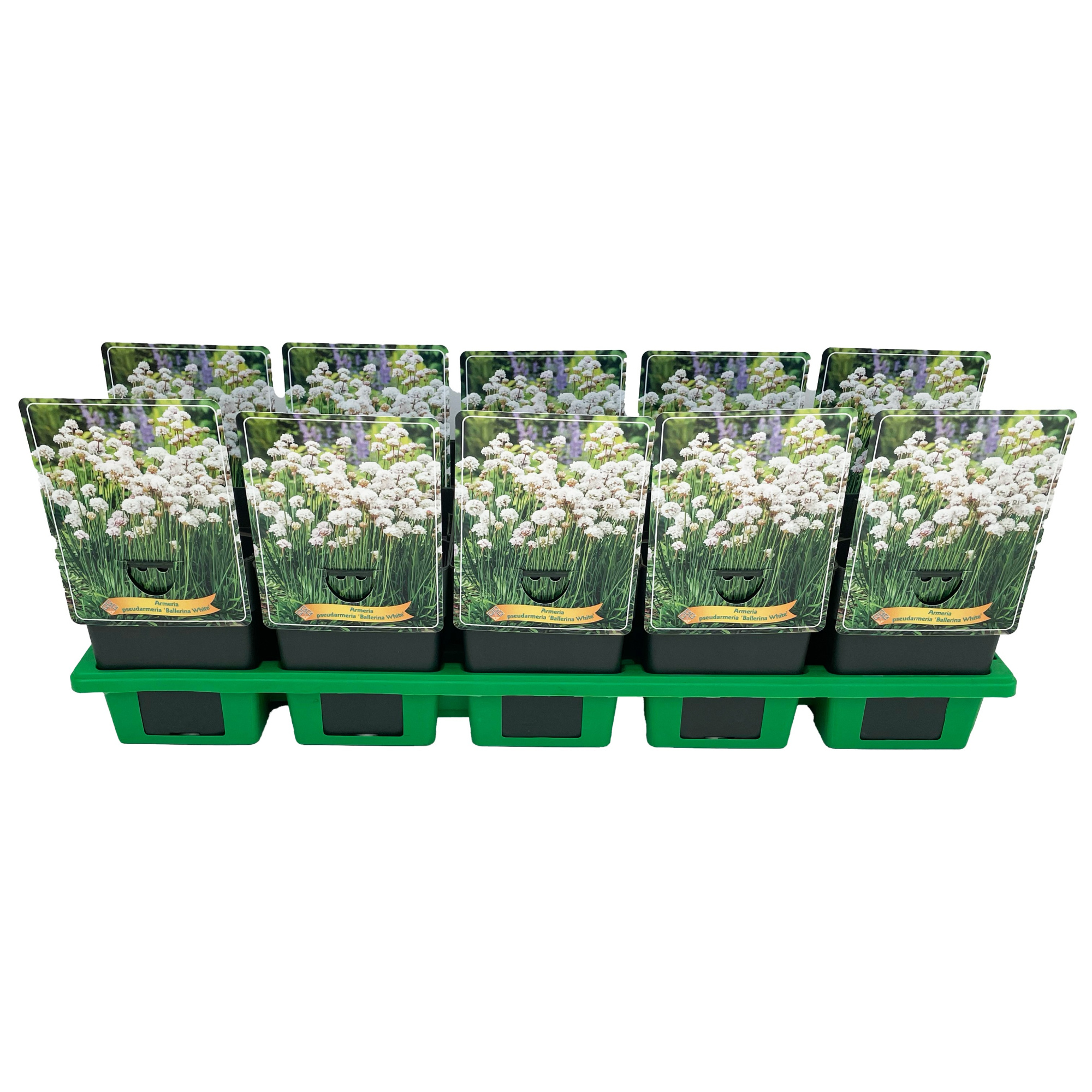 Armeria pseudarmeria 'Ballerina White' P11, D 11 cm