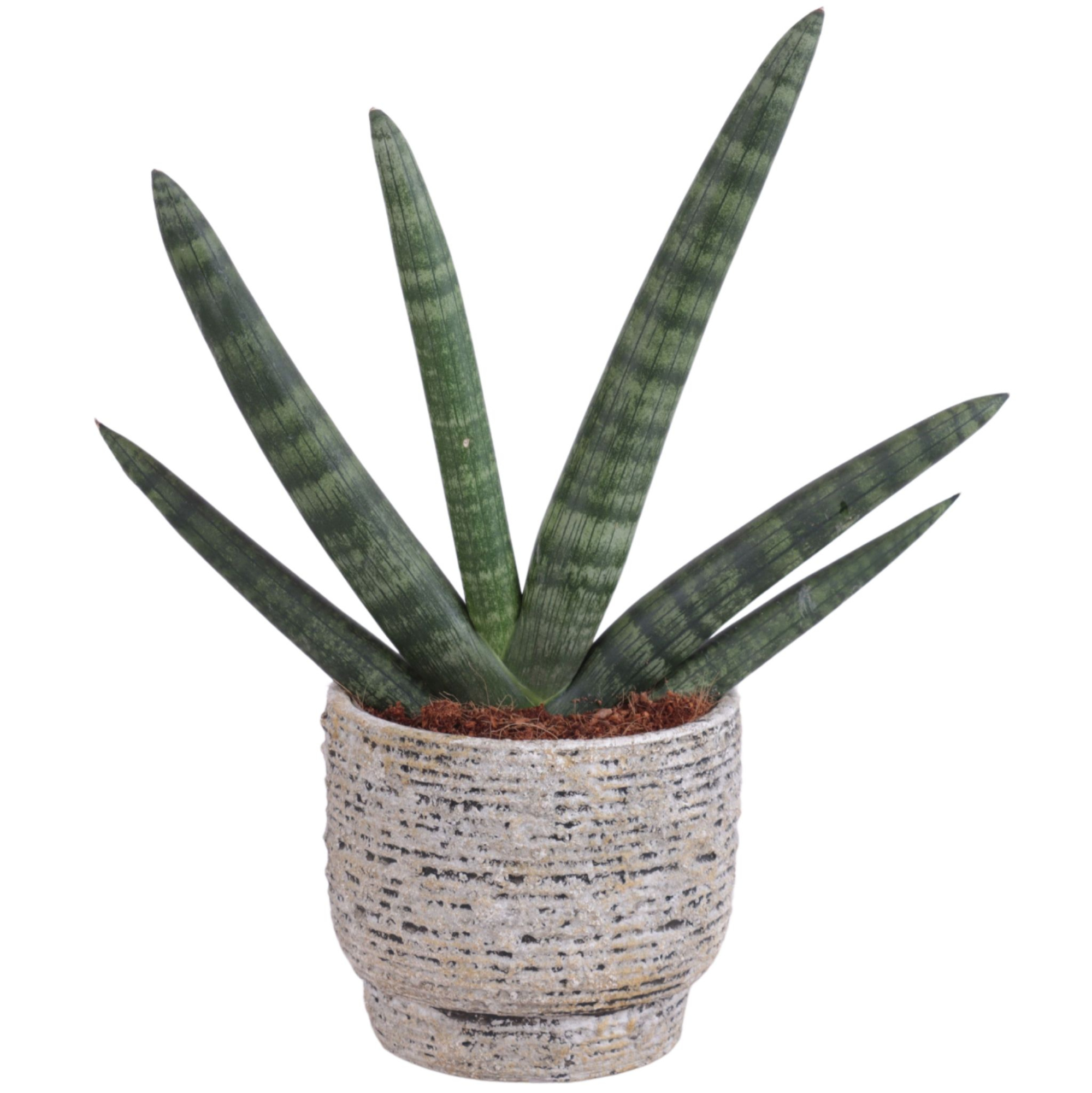 Sansevieria Cylindrica Handshake in Ø14cm Ceramic NT567, D 14