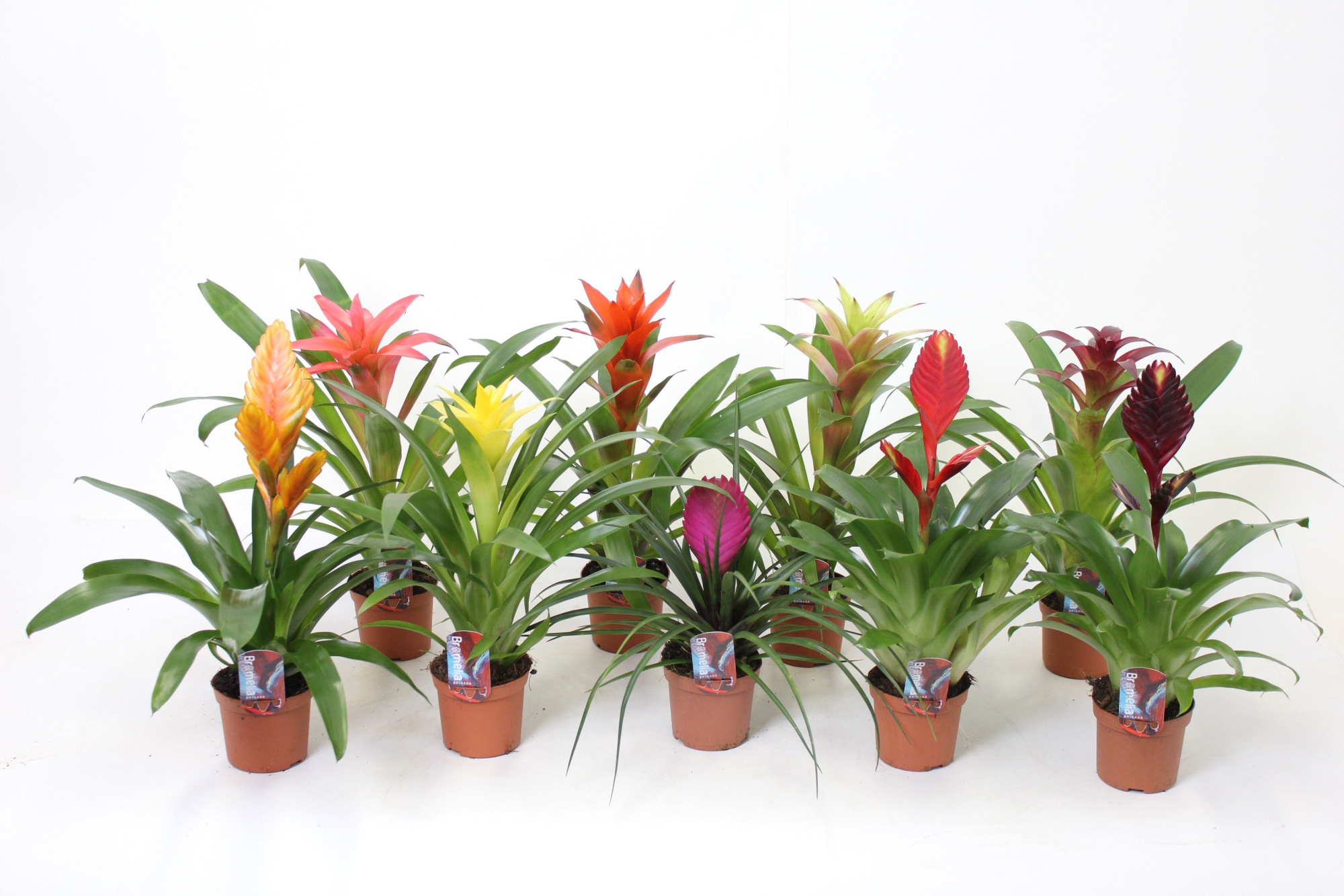 Bromelia Mix 9 cm (kopie), D 9 cm