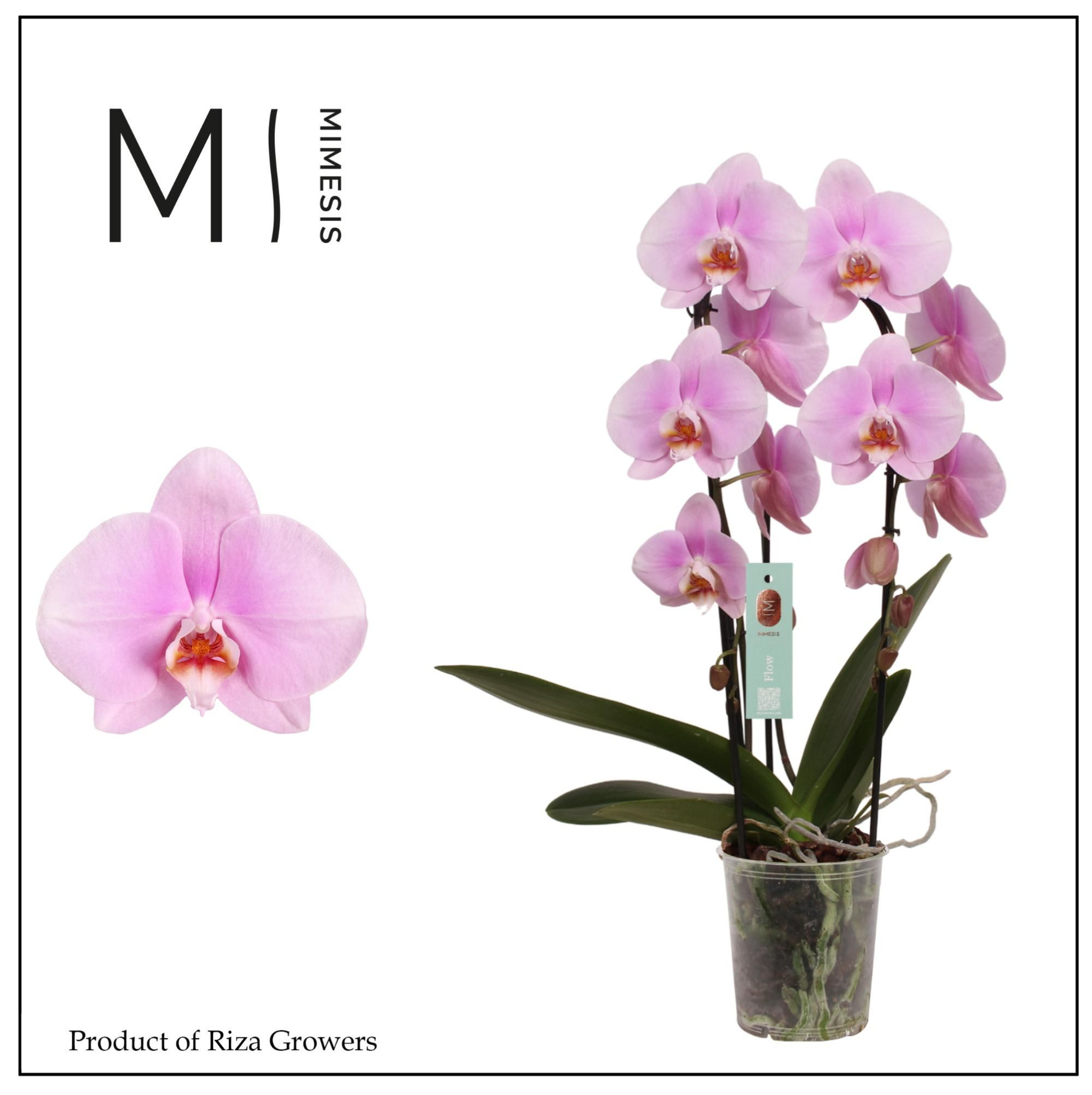 Mimesis Phal. Flow Pink Bigflower - 2 spike 12cm, D 12 cm