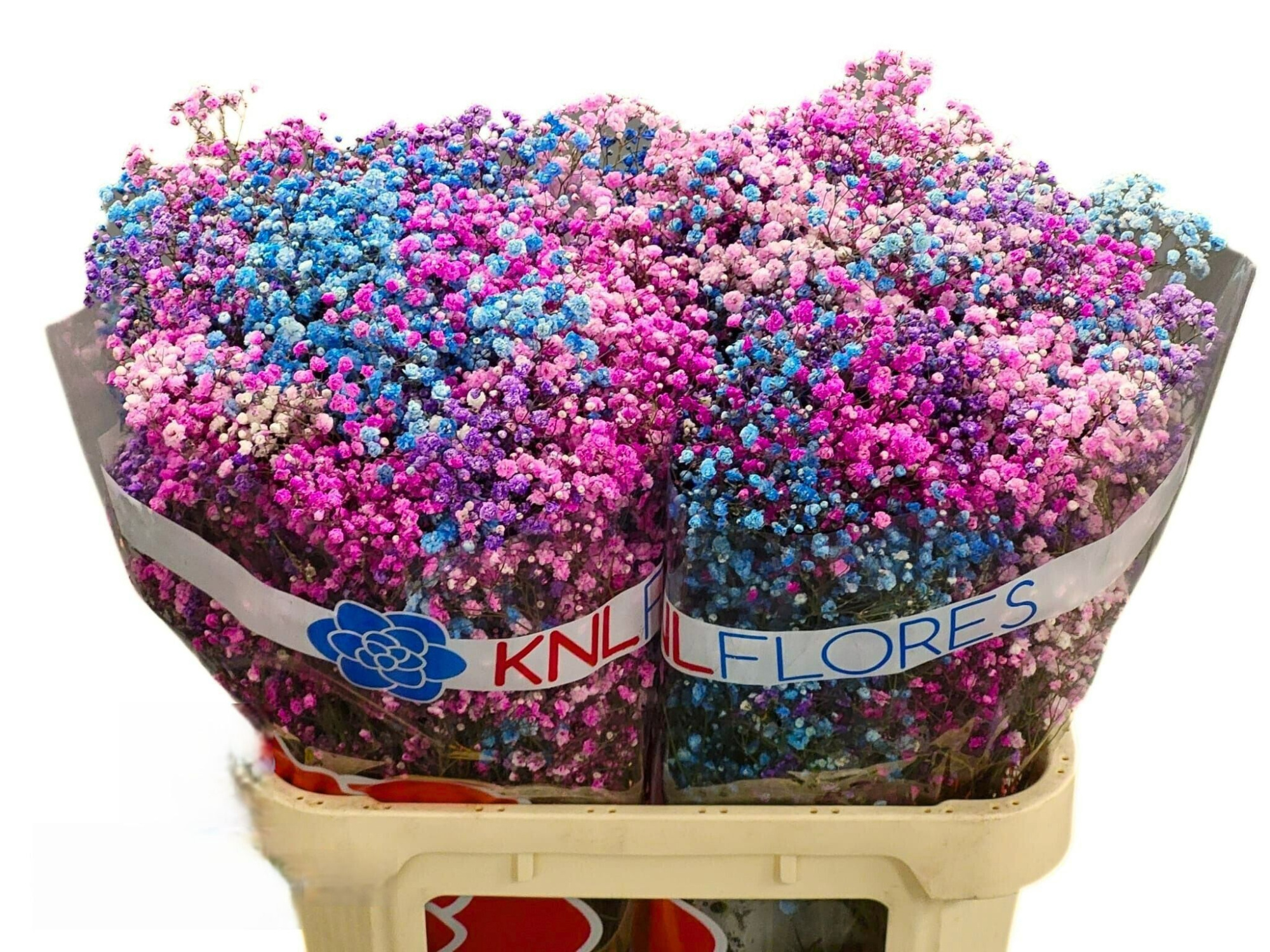 Гипсофила Овериг Крашеная (краш. ) 80, шт.