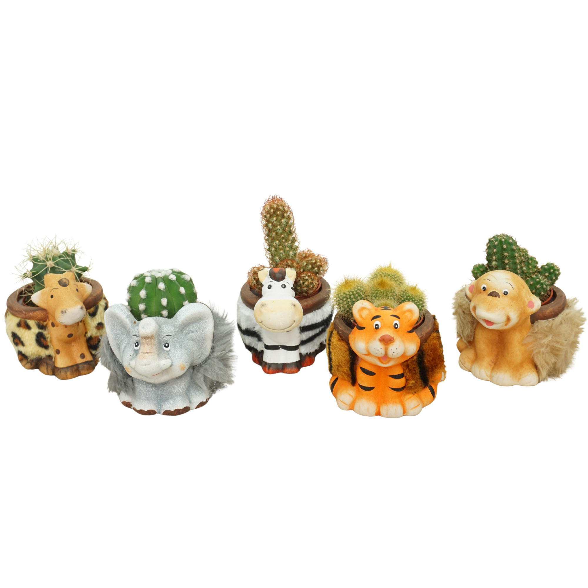 Cactus mix 5,5 cm in planter dierfiguren, D 5,5 cm