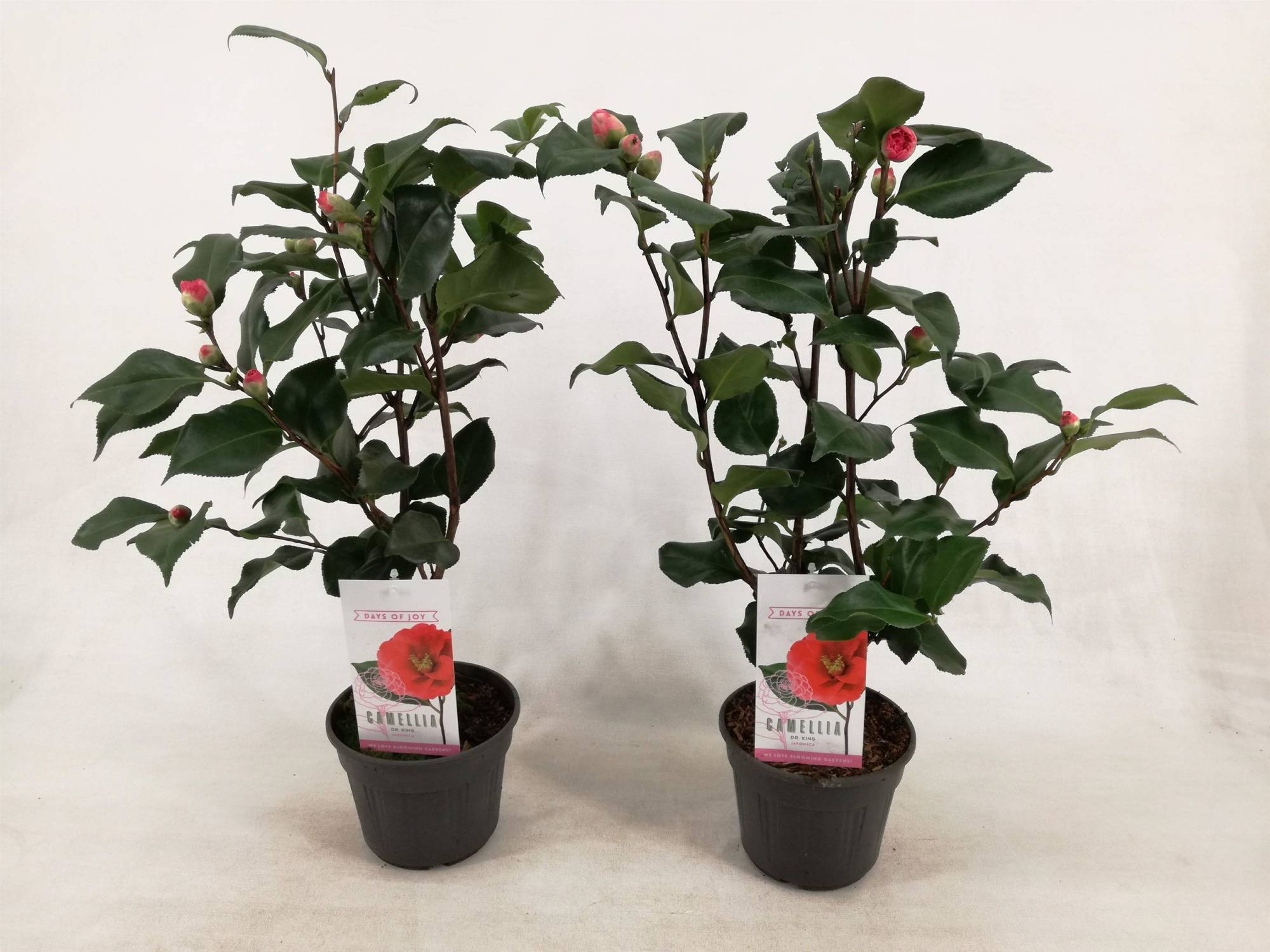Camellia japonica 'Dr. King' 15 cm | 1-jarig, D 15