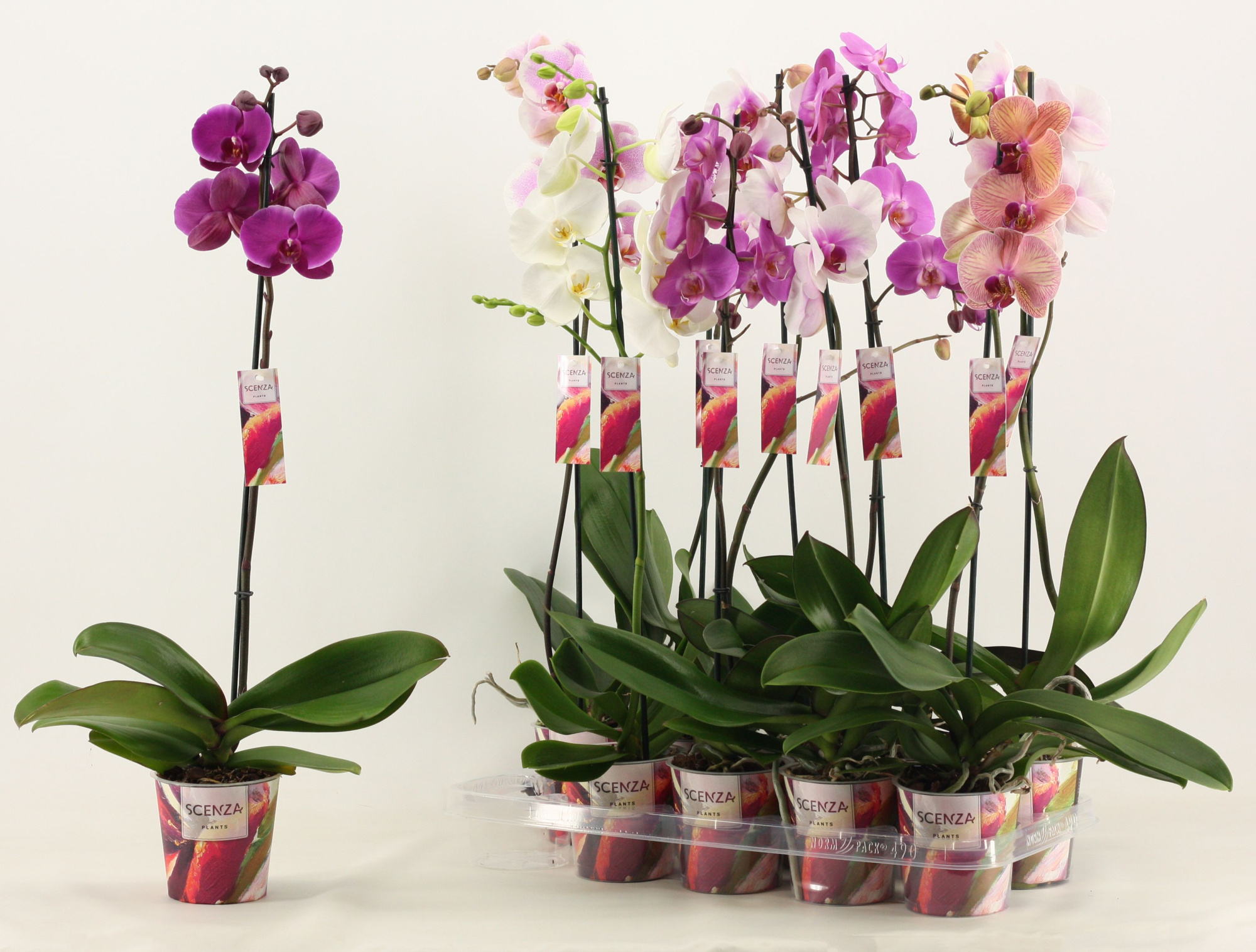 Phalaenopsis 1 tak 10+/vertakt mix lang (Scenza), D 12