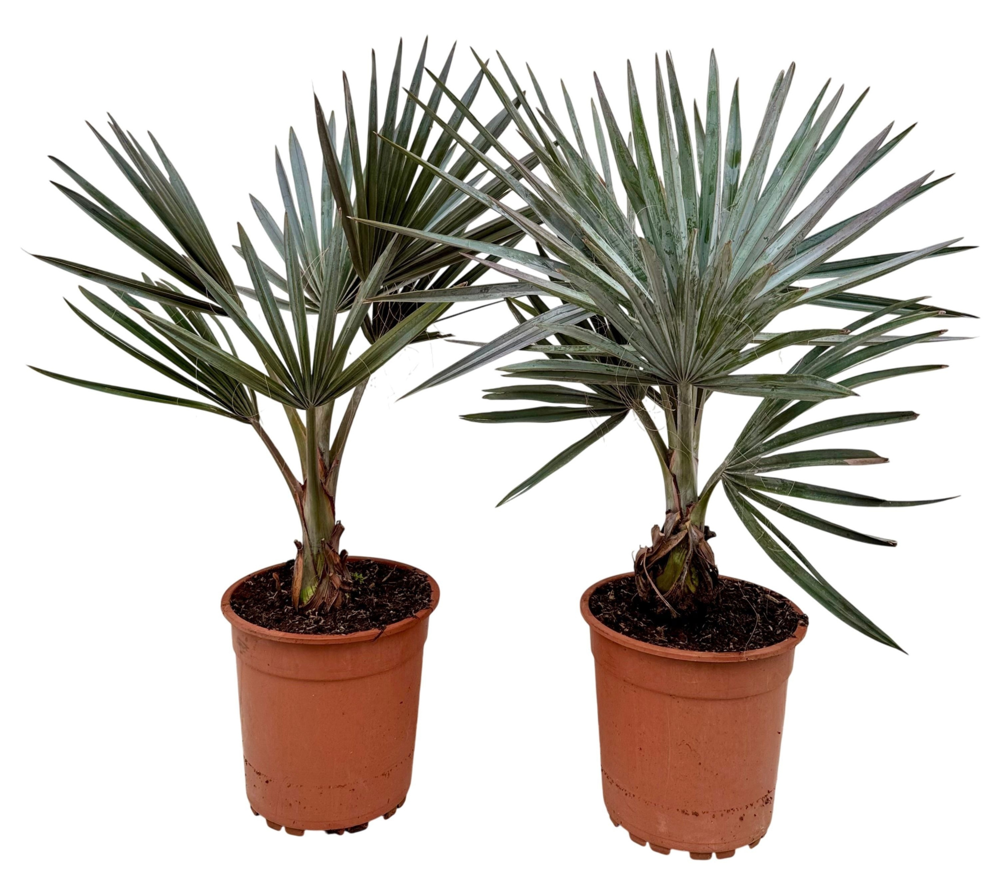 Bismarkia nobilis P21, D 21 cm