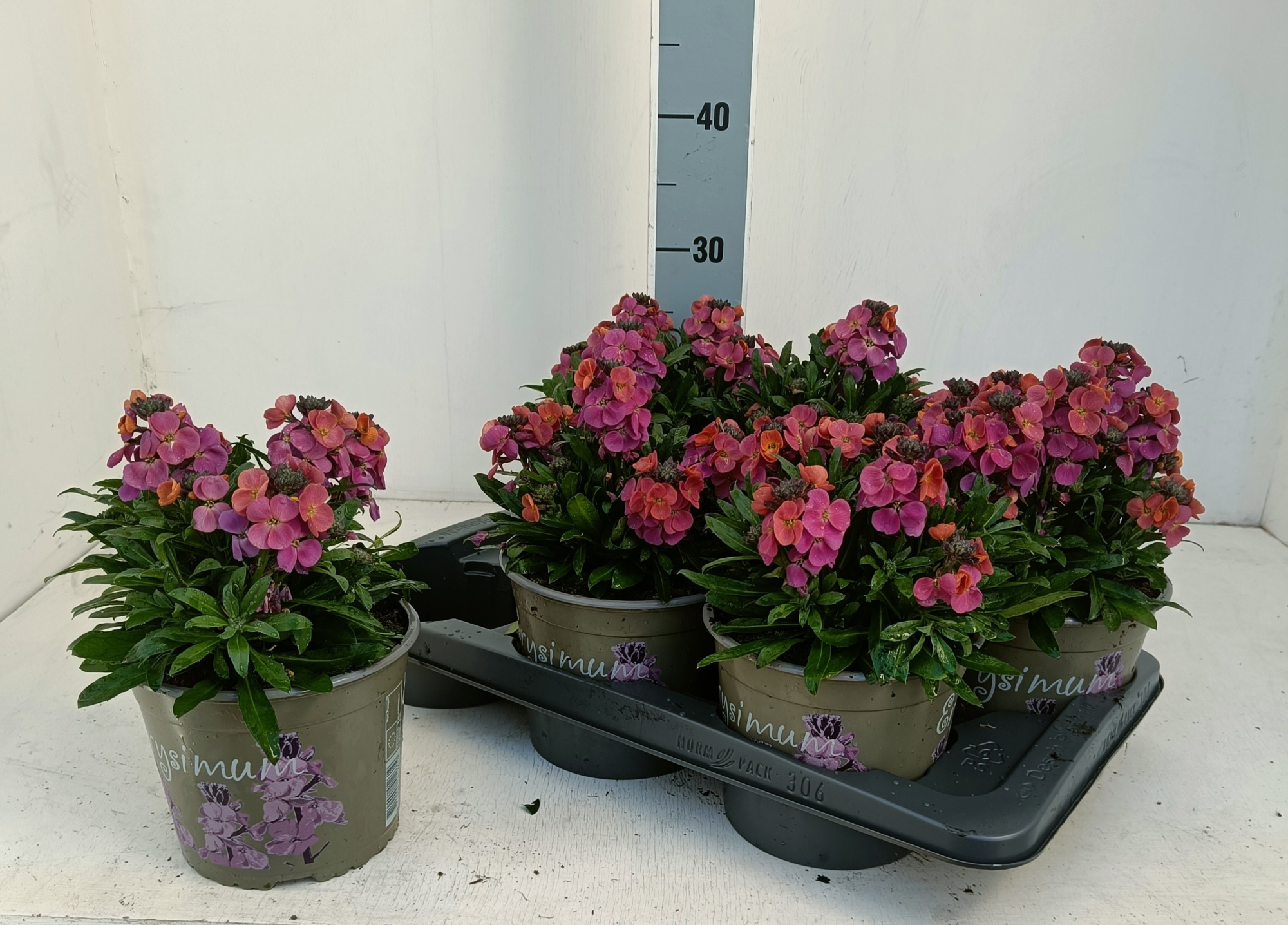 Erysimum linofolium Magenta, D 17