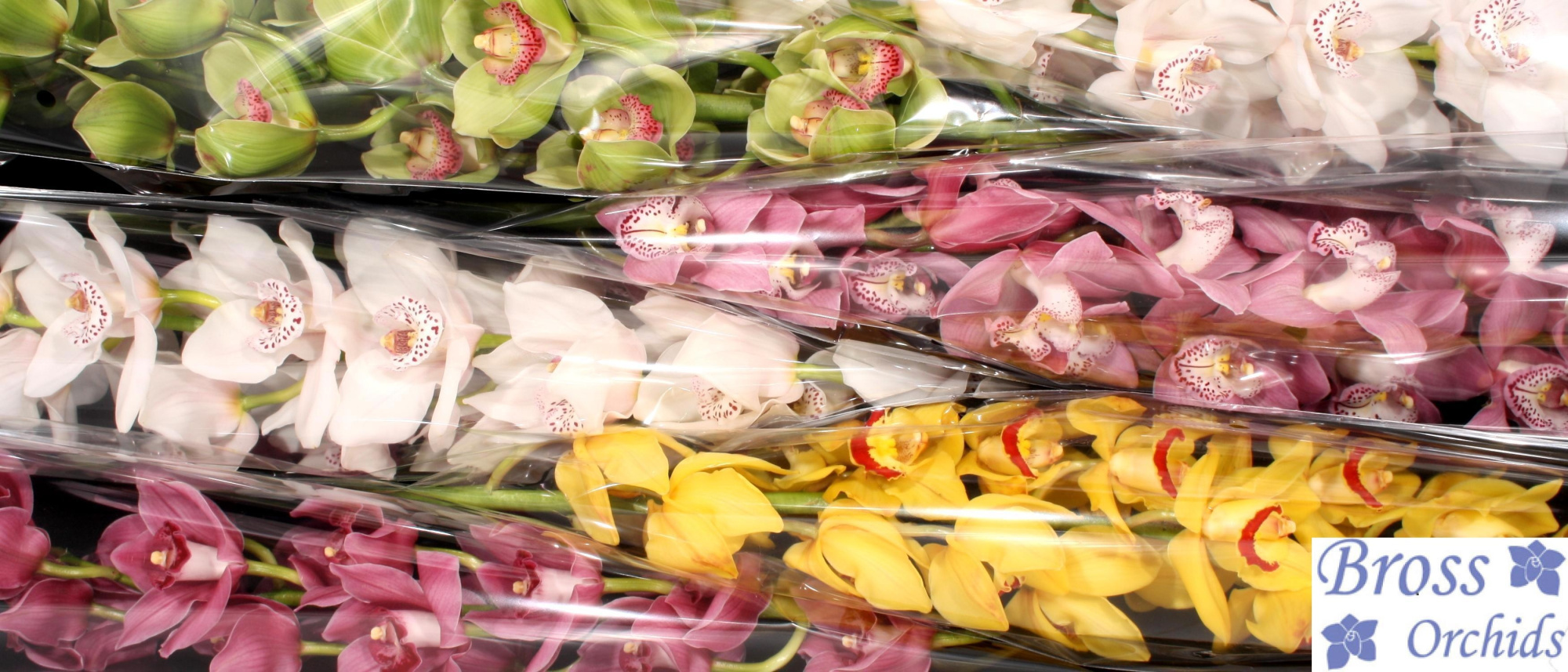 Цимбидиум Микс 80 x6, шт.