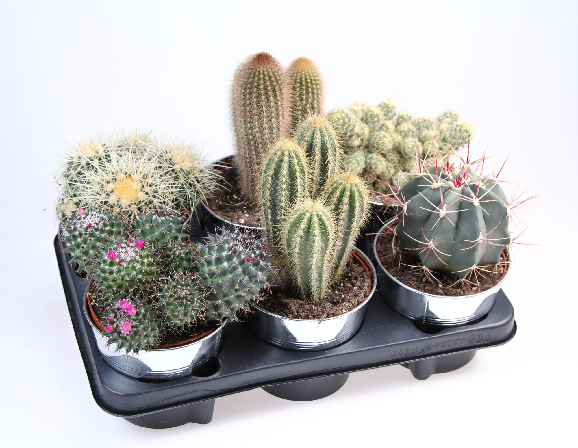Cactus zinkpot, D 15 cm