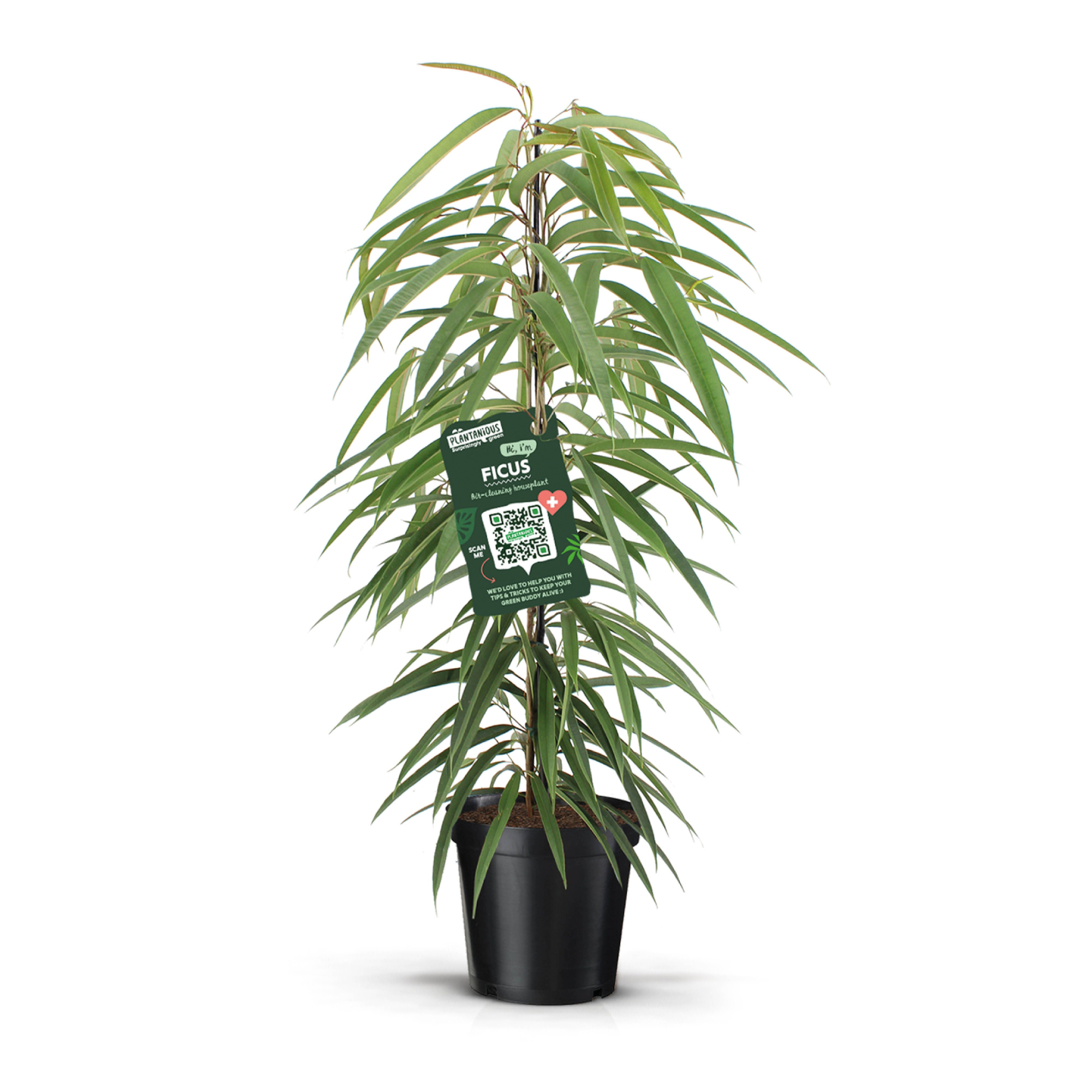 Ficus binnendijkii alii, D 21 cm