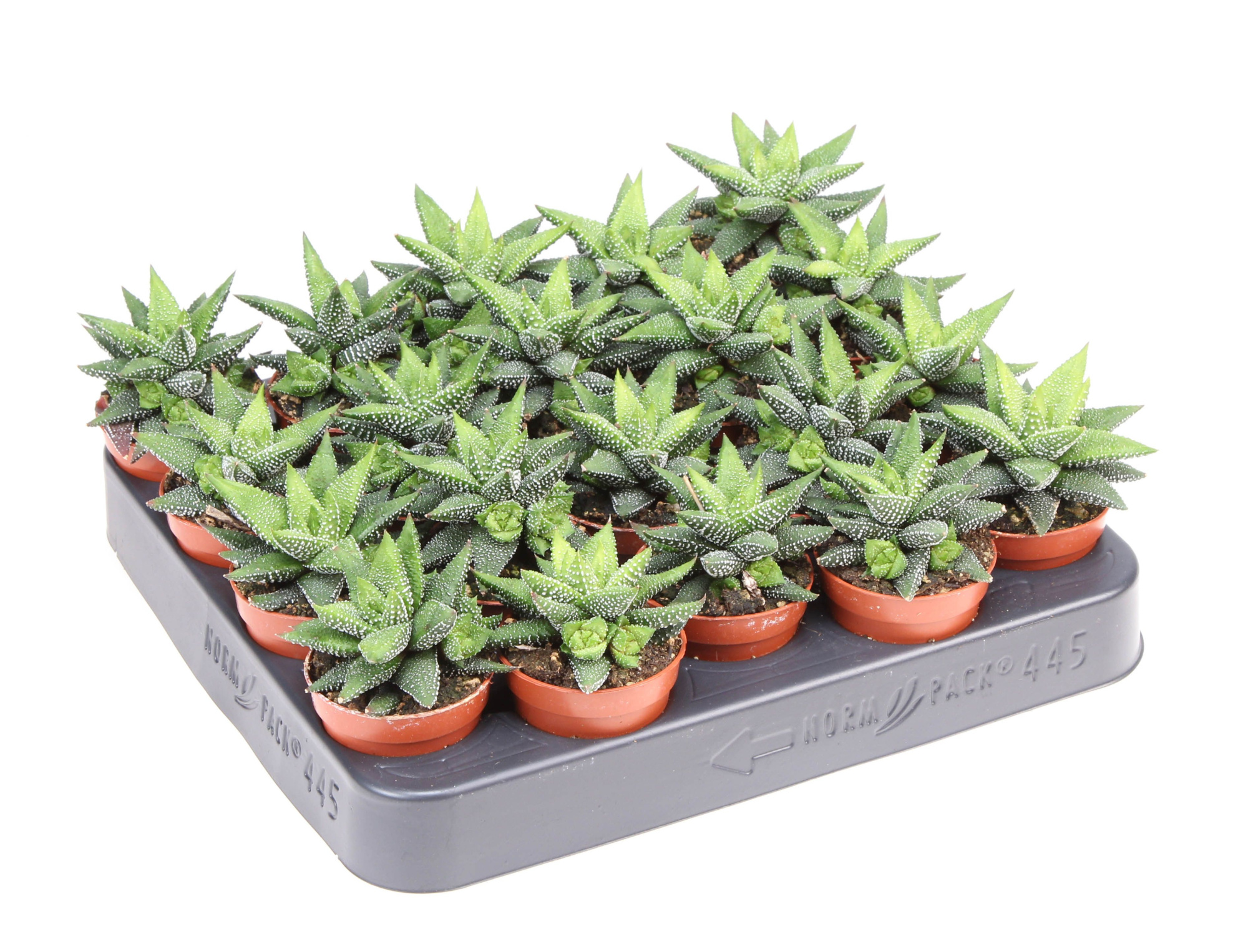 Haworthia enon, D 5,5