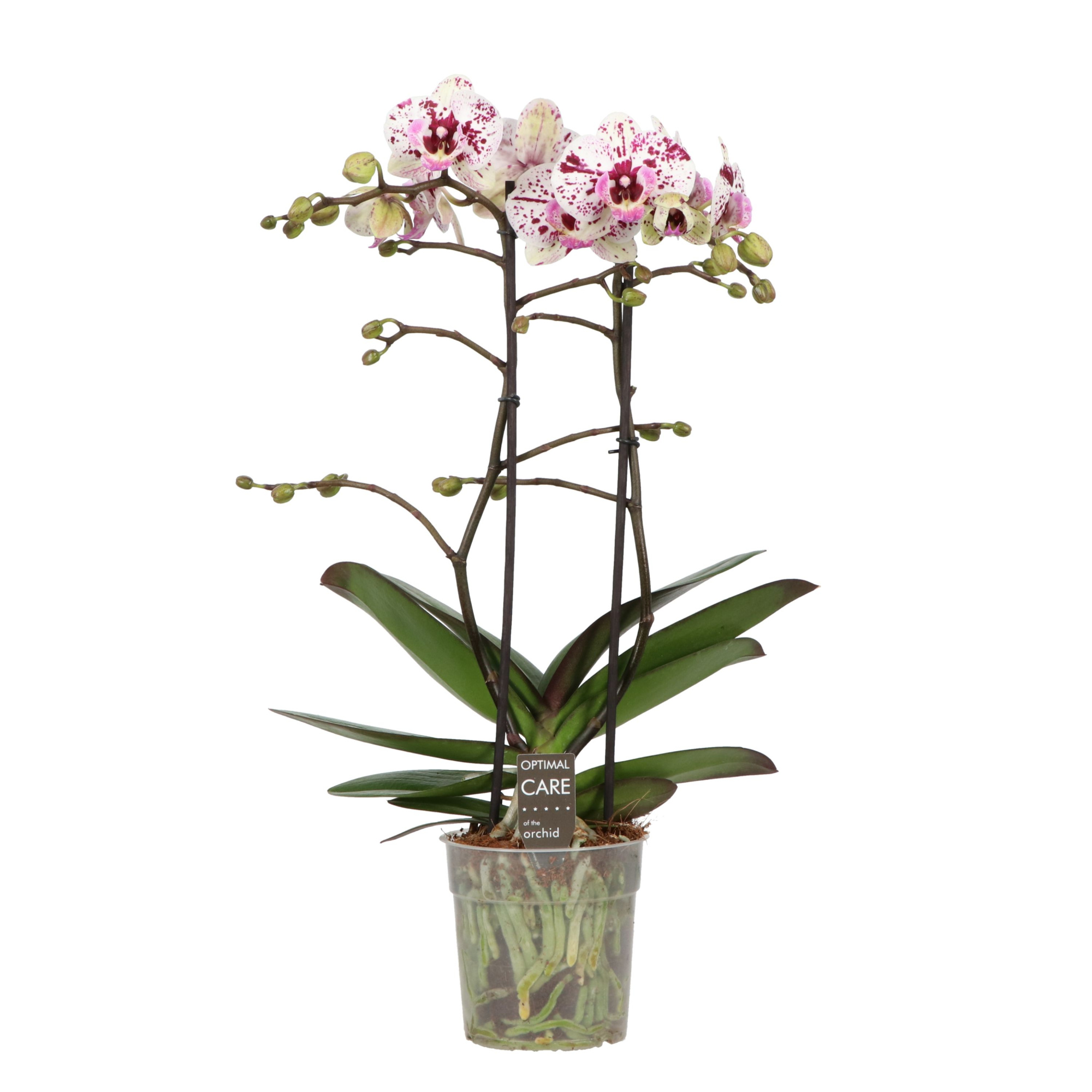 Colours P12 Athena 2 spike, D 12