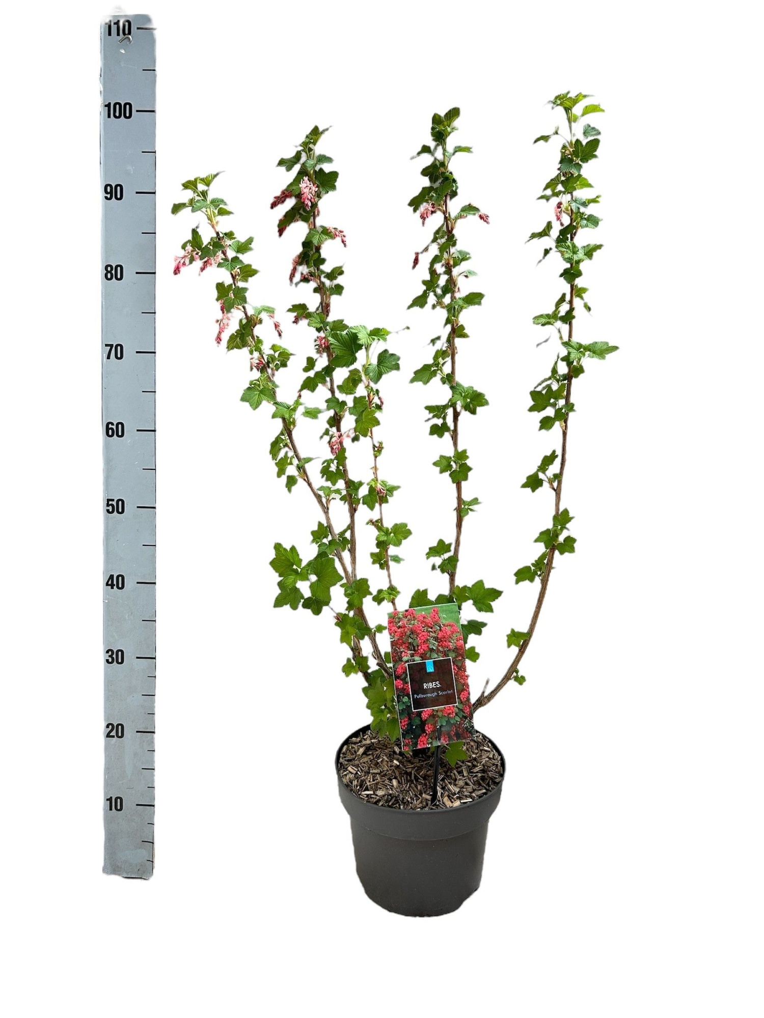 Ribes sanguineum 'Pulborough Scarlet', D 23 cm
