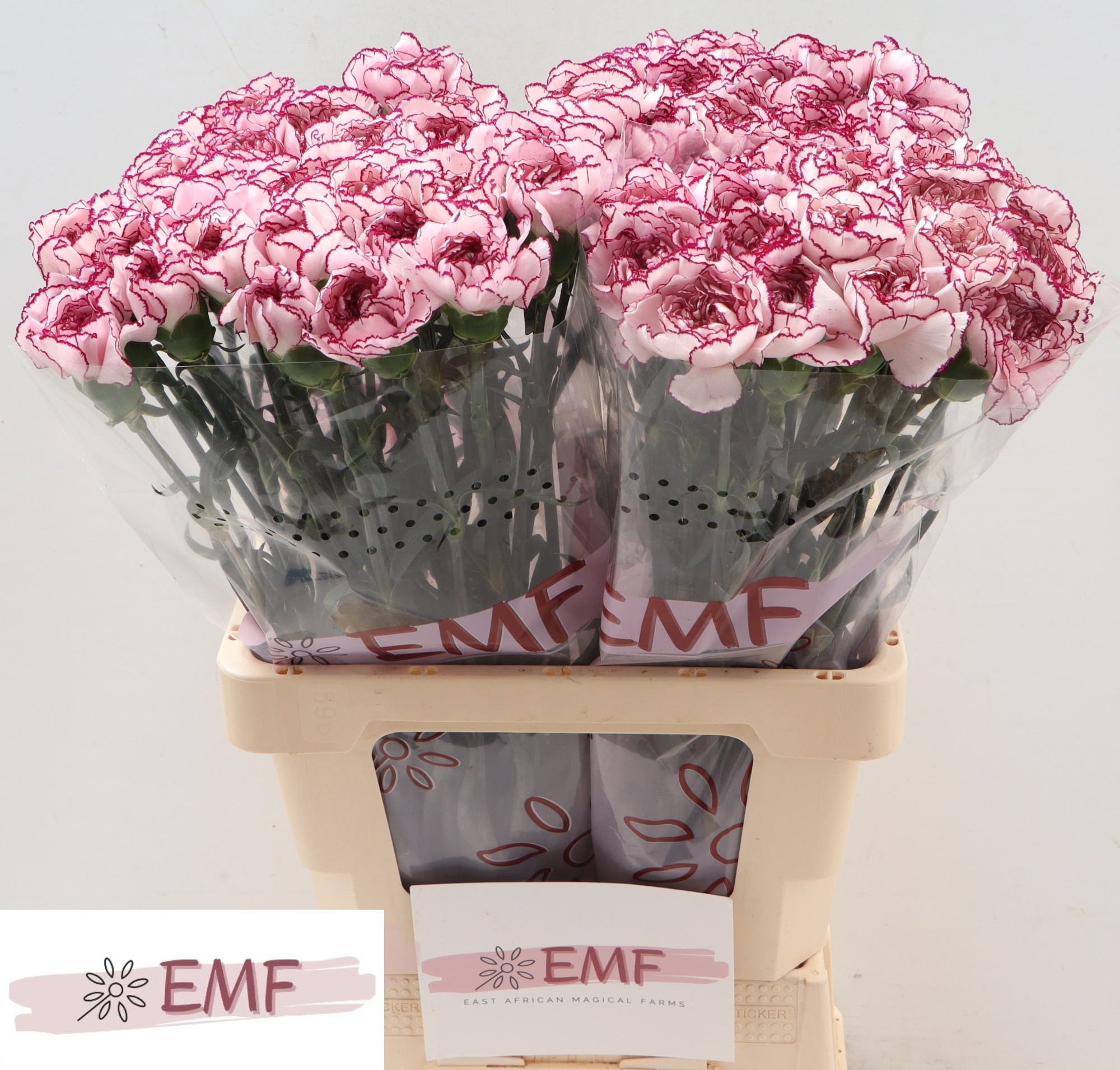 Диантус од. Дамаскус, шт.