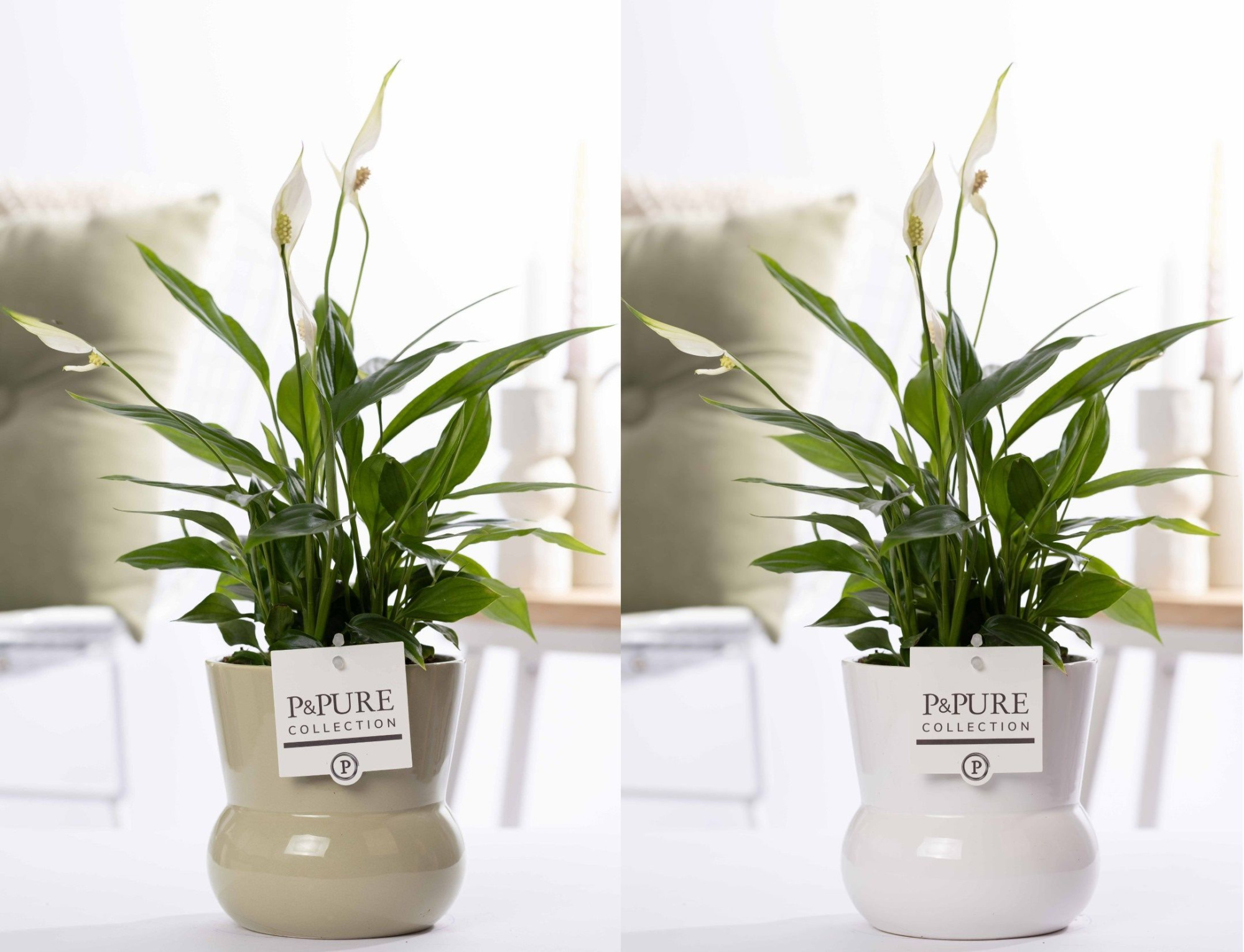 Spathiphyllum in P&PURE Plant Vase Maxima ass. 2, D 12 cm