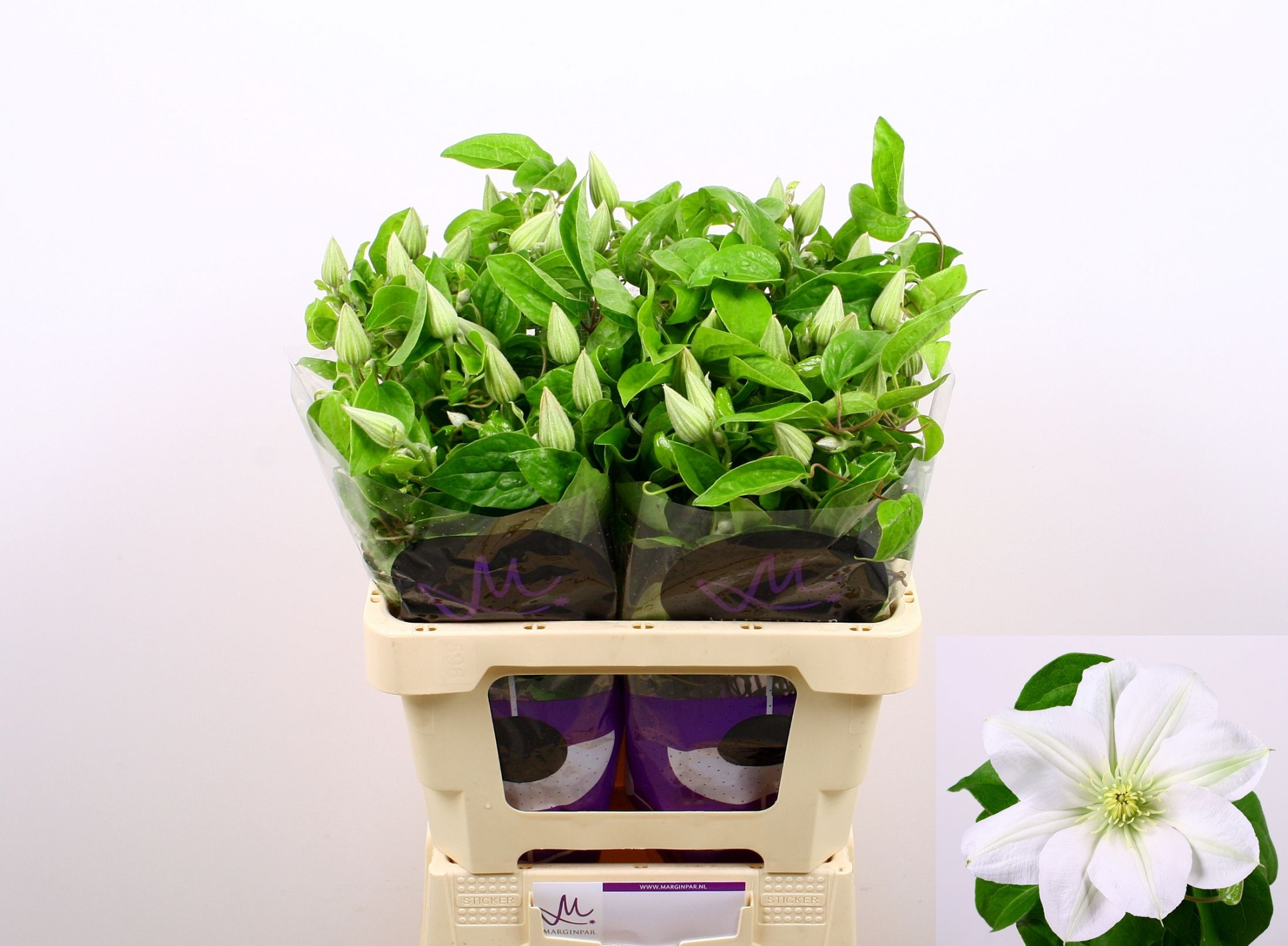 Клематис Эмейзин Вена 60, шт.