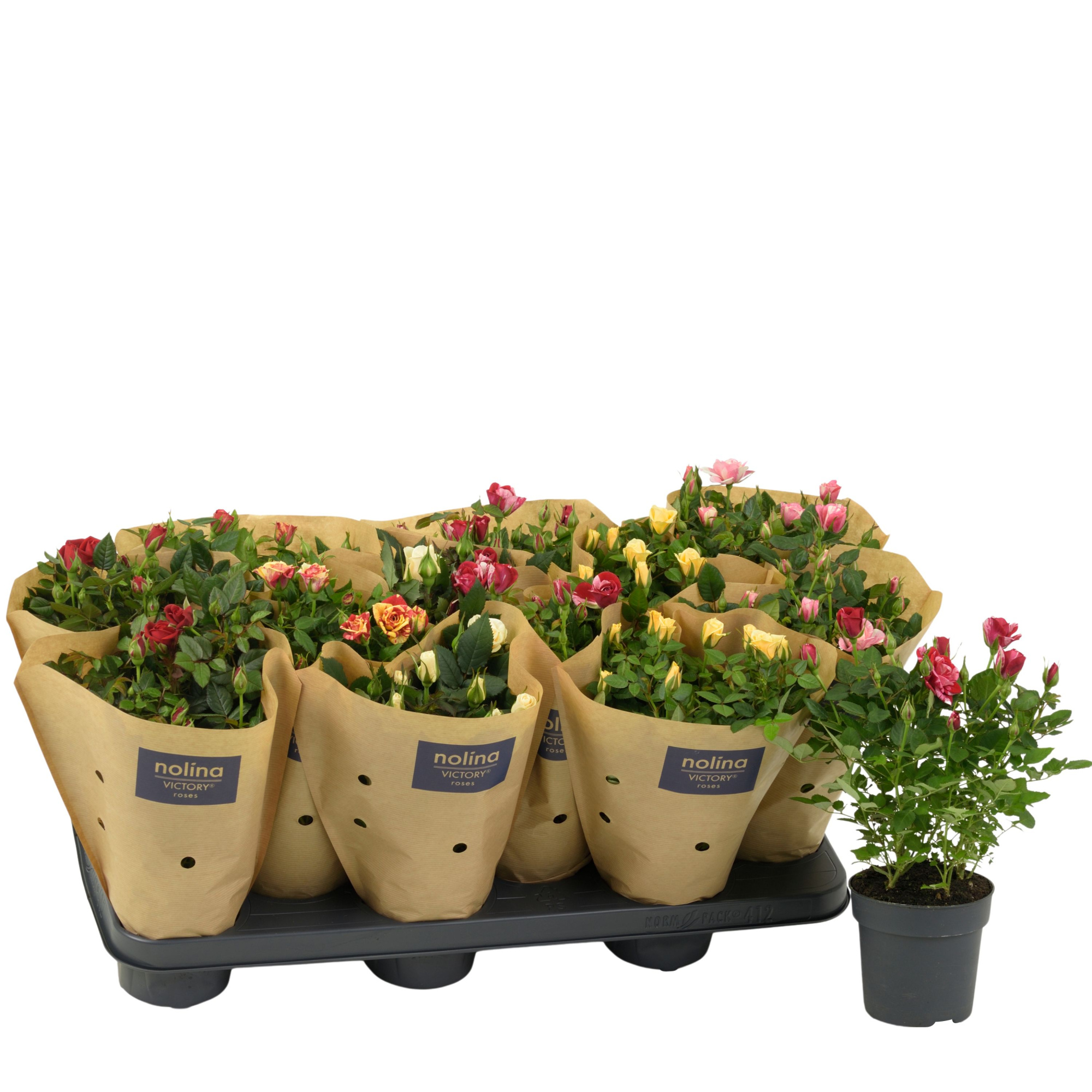 Nolina Roses Ø 10.5 cm Mix Paper sleeve, D 10,5 cm