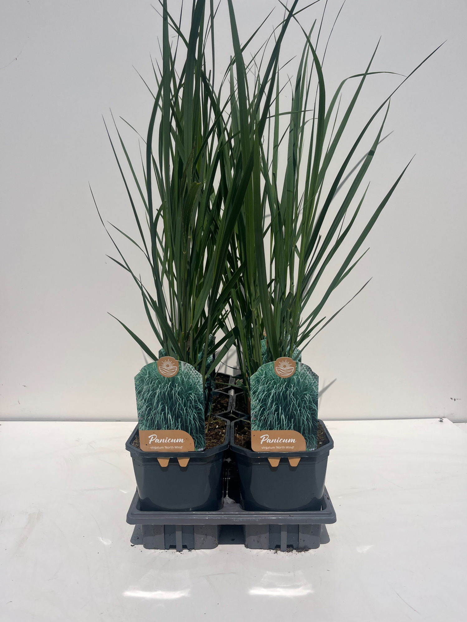 Panicum Virgatum North Wind, D 17 cm